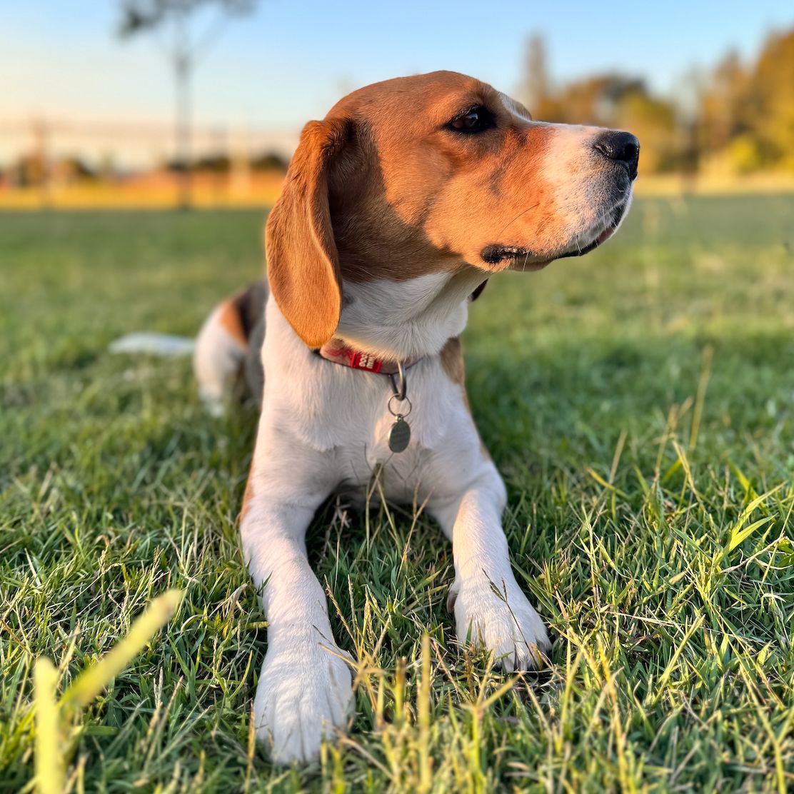 Bailey