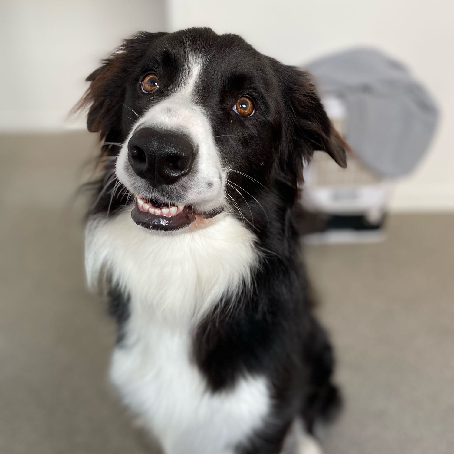 Beau 