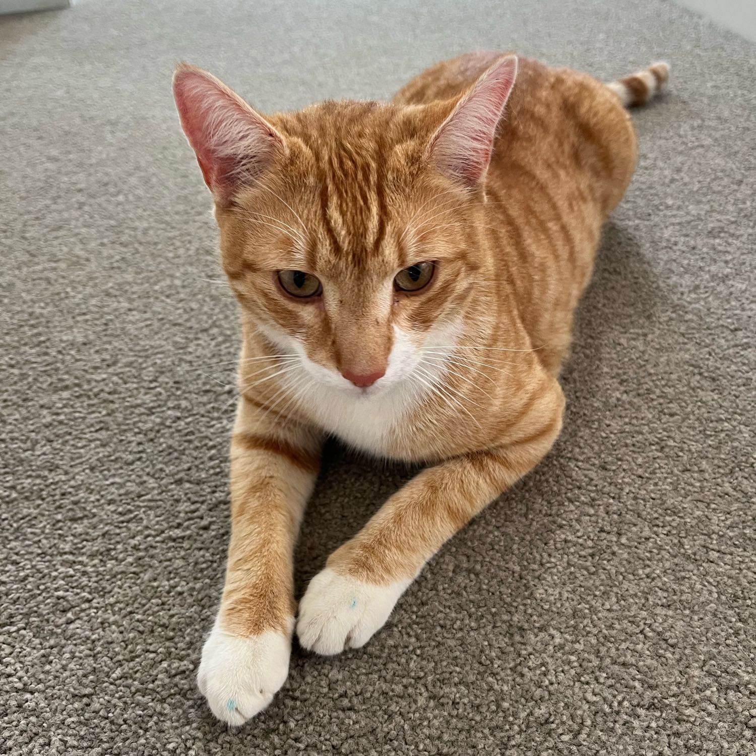 Dexter