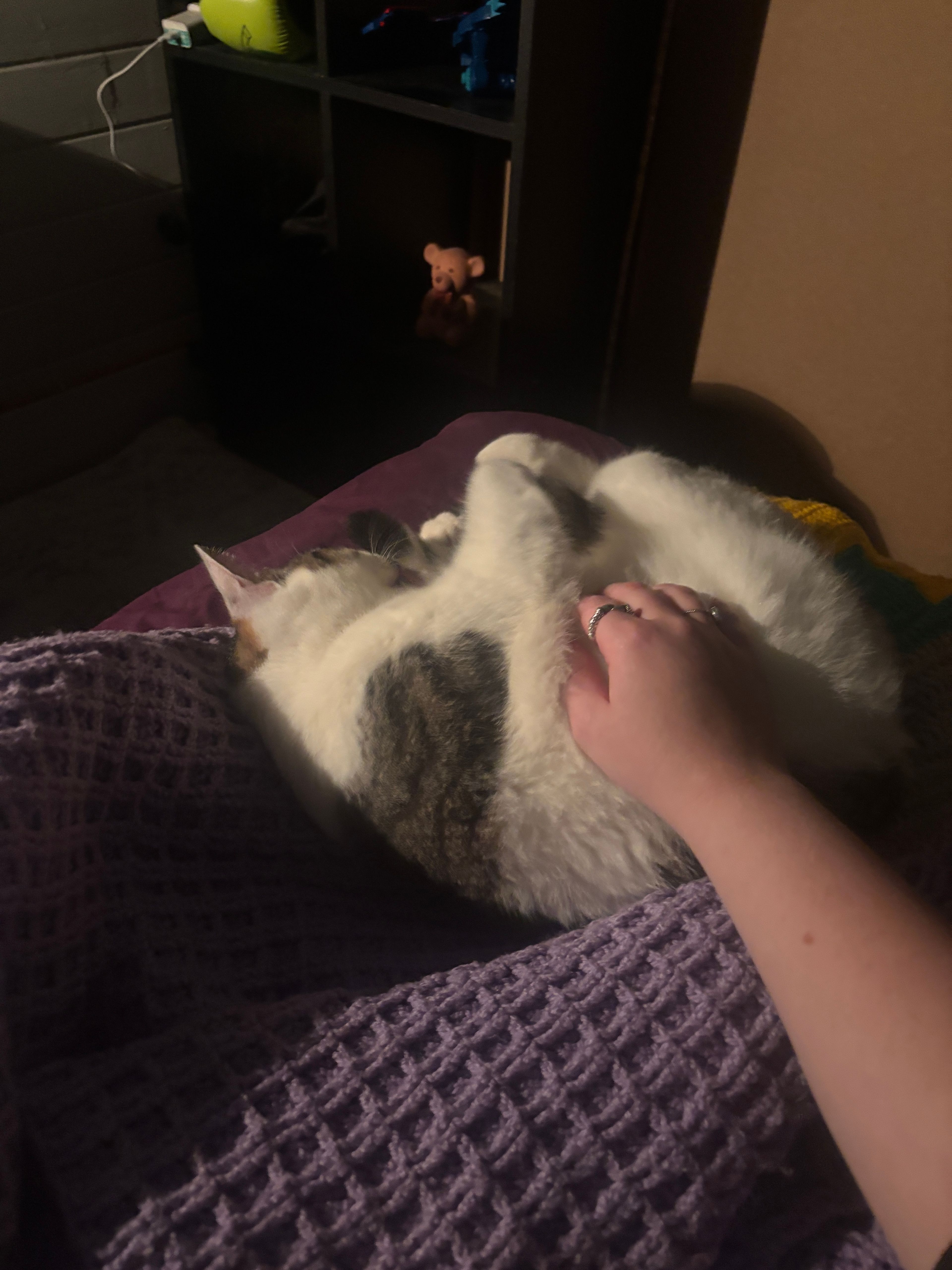 image-7