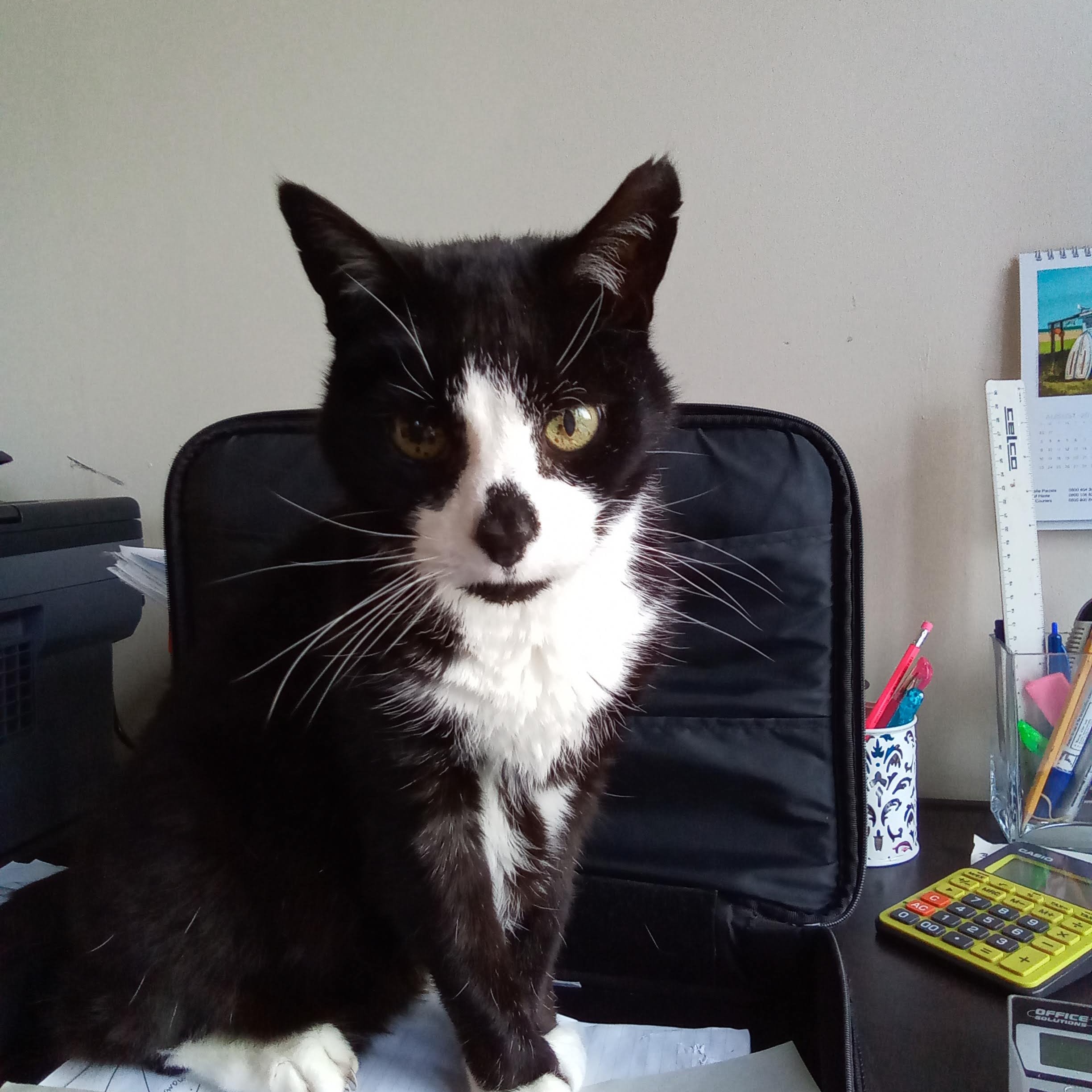 Spike (deceased 2023 20 yrs old)