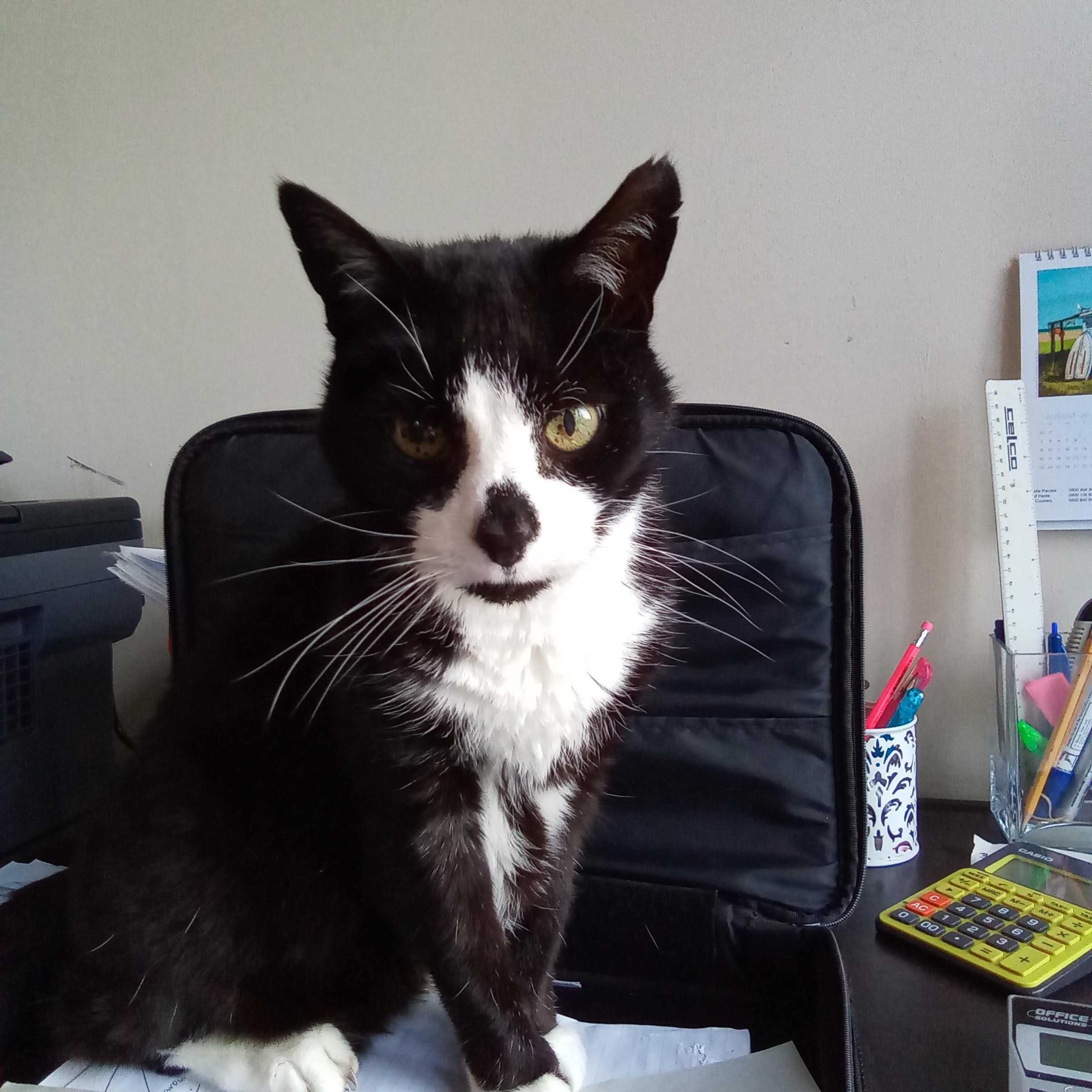 Spike (deceased 2023 20 yrs old)