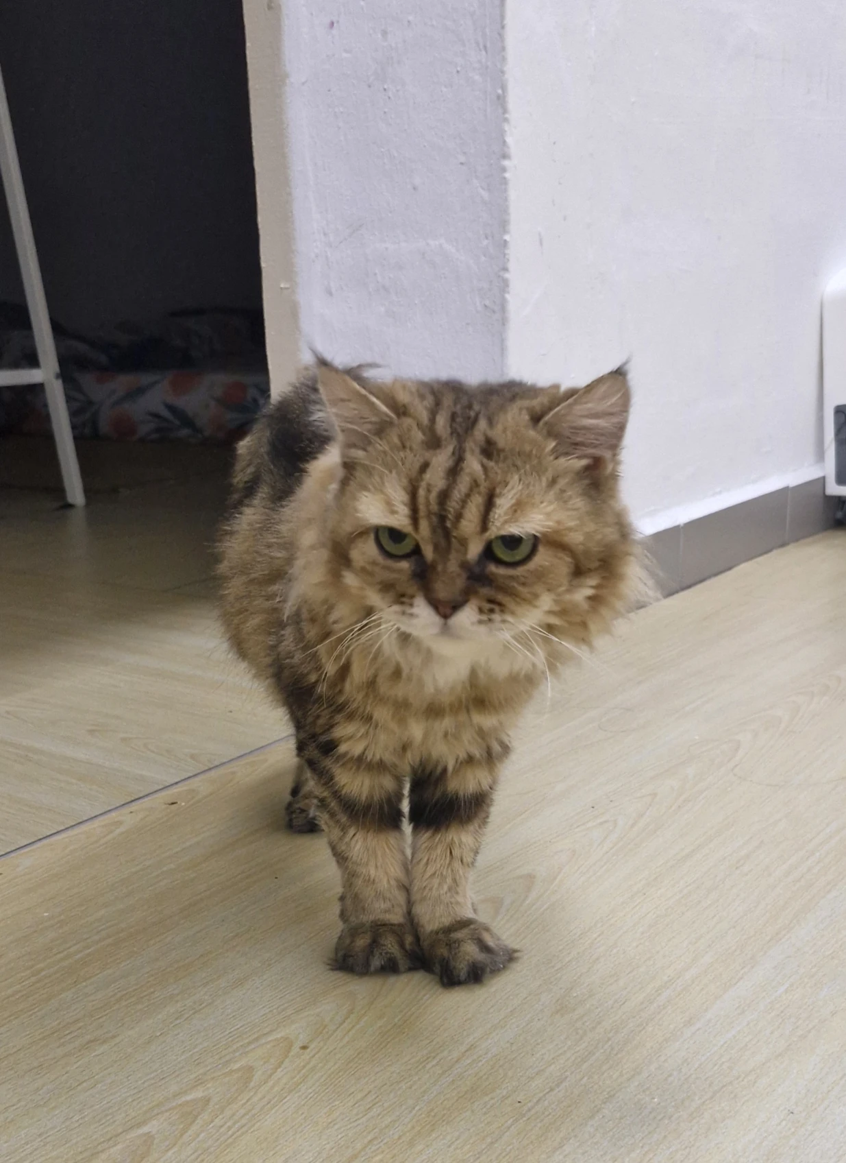 image-7