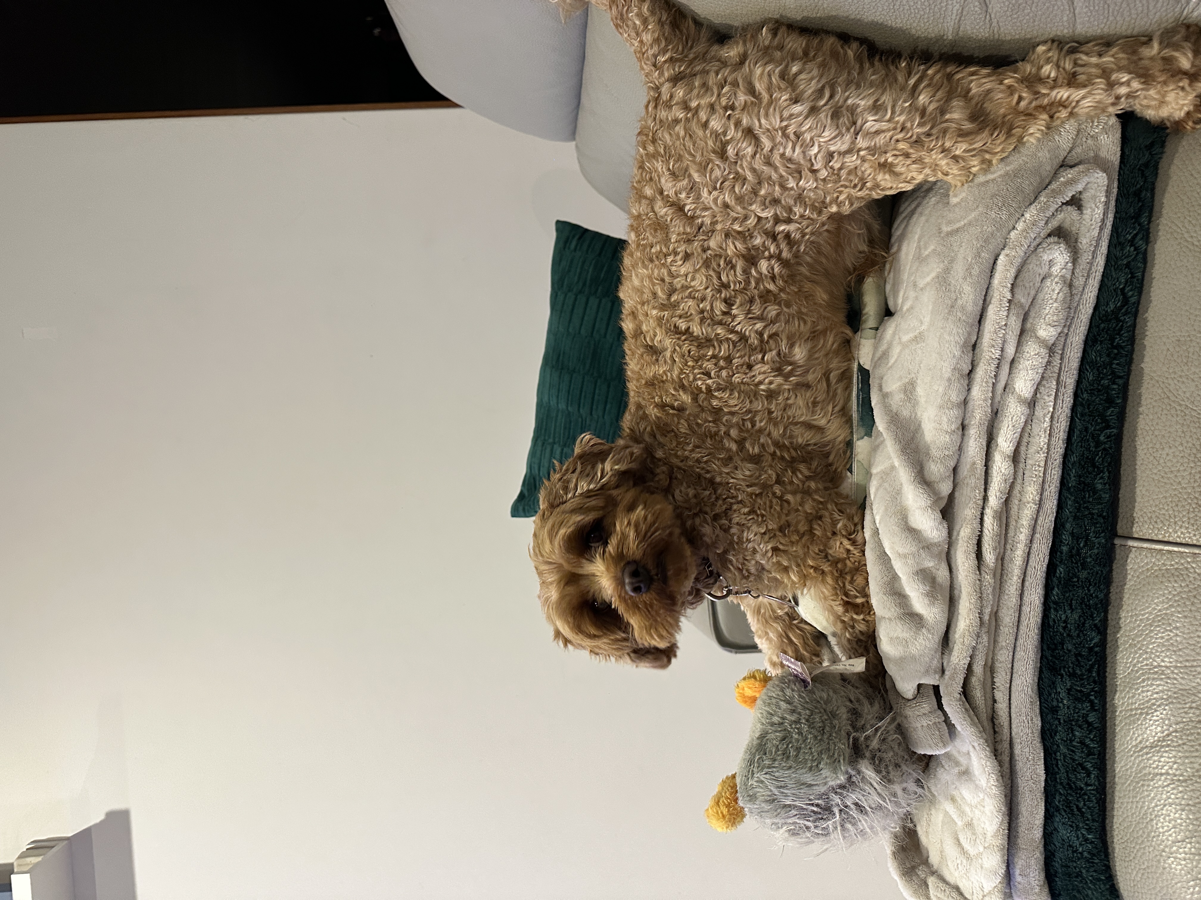 image-10