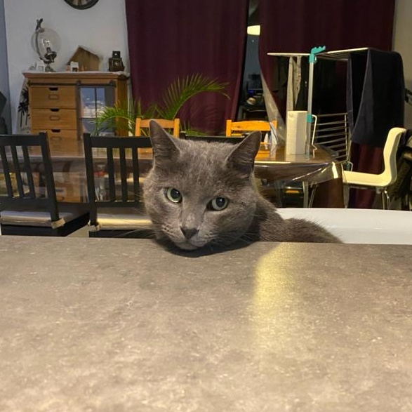 Gribouille