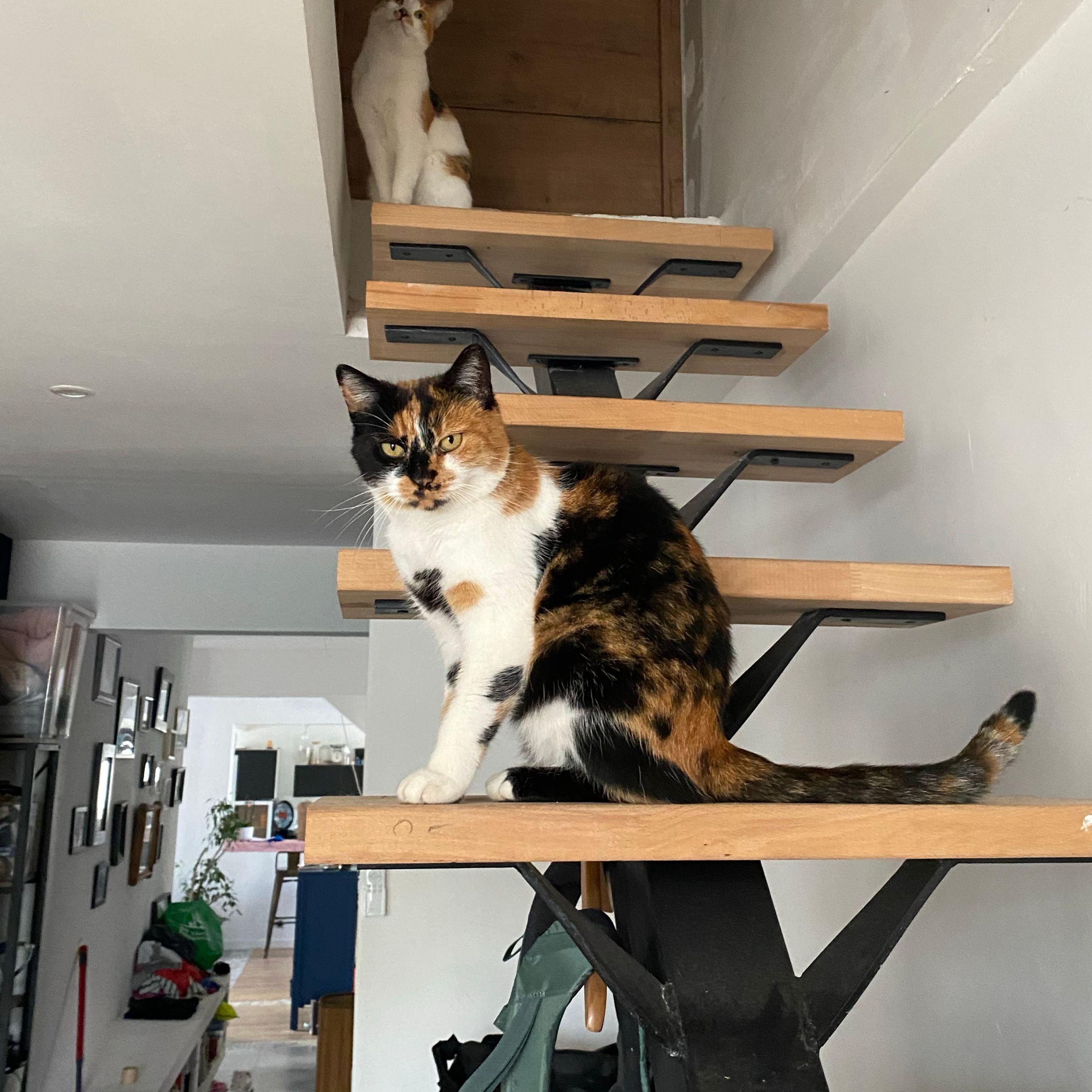 Lolita