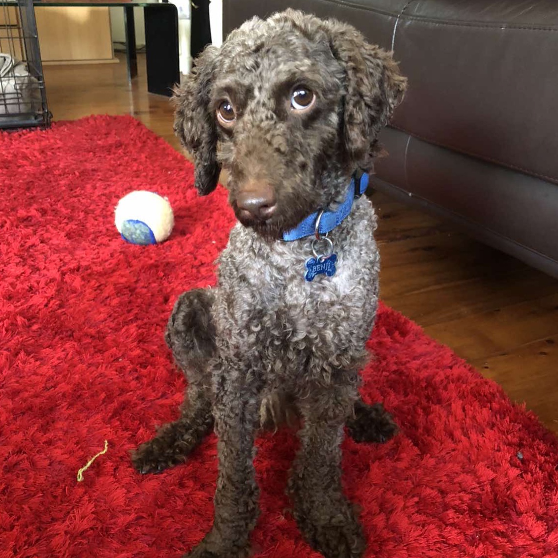 Benji