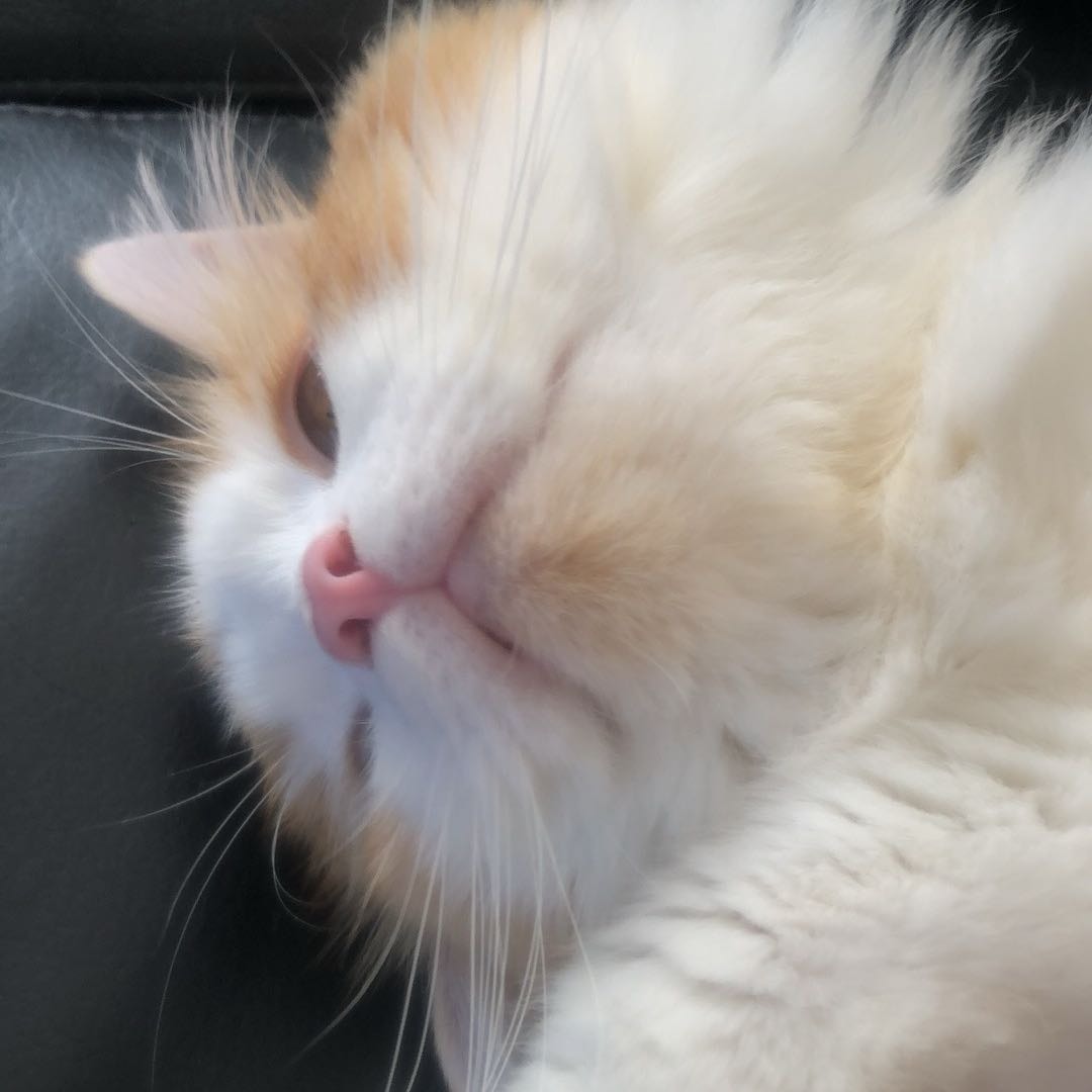 Toby
