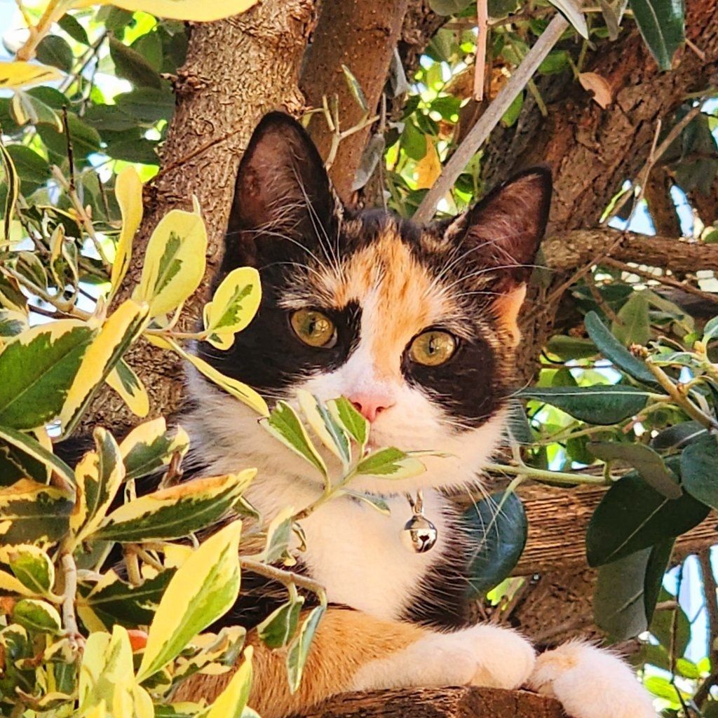 L.C( Lucky Cat)