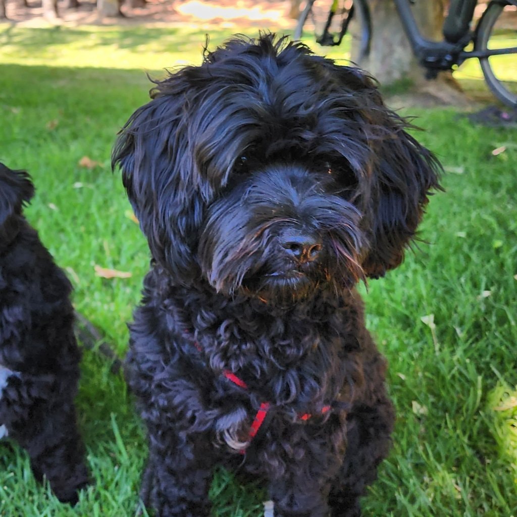 Teddy