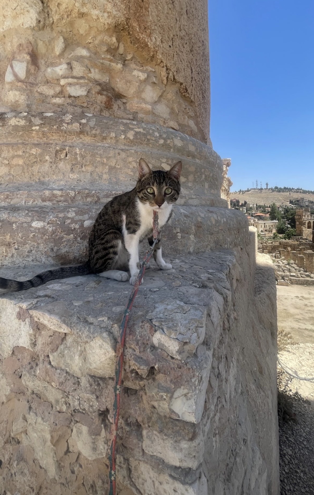 image-5