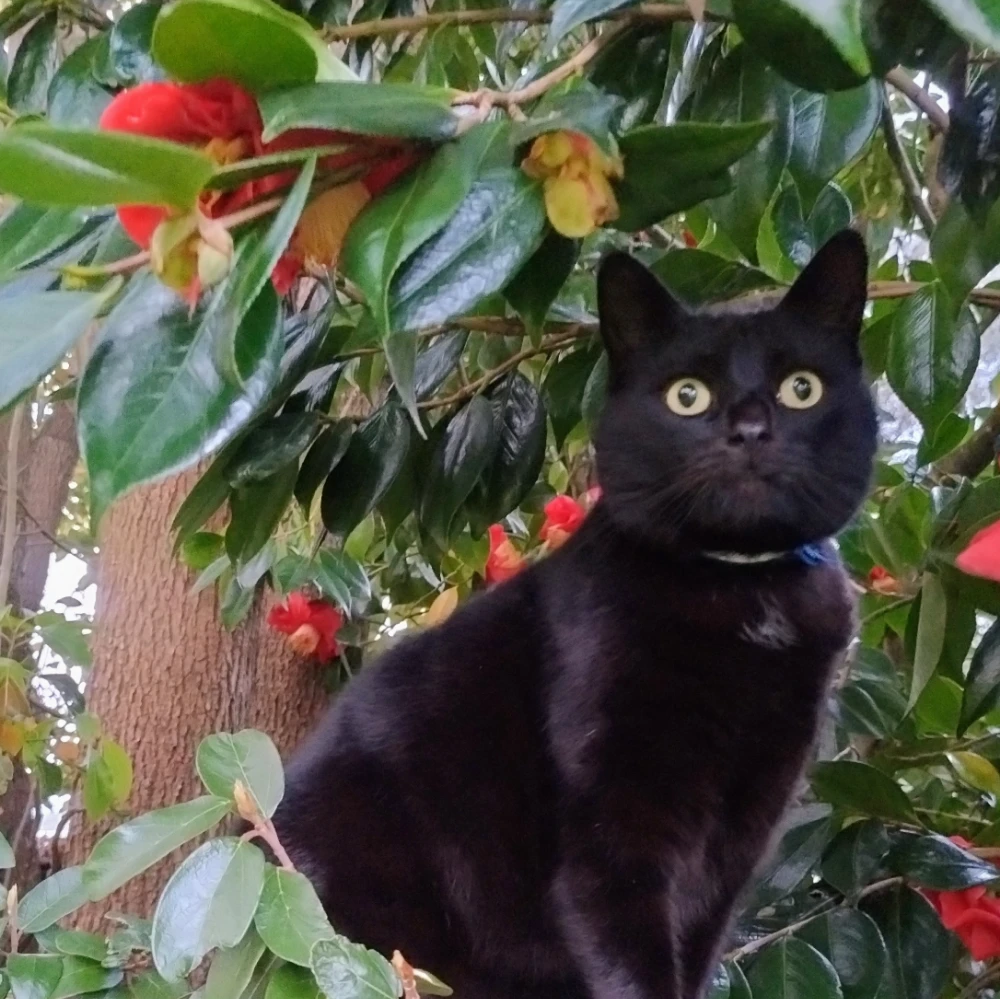 Kitty