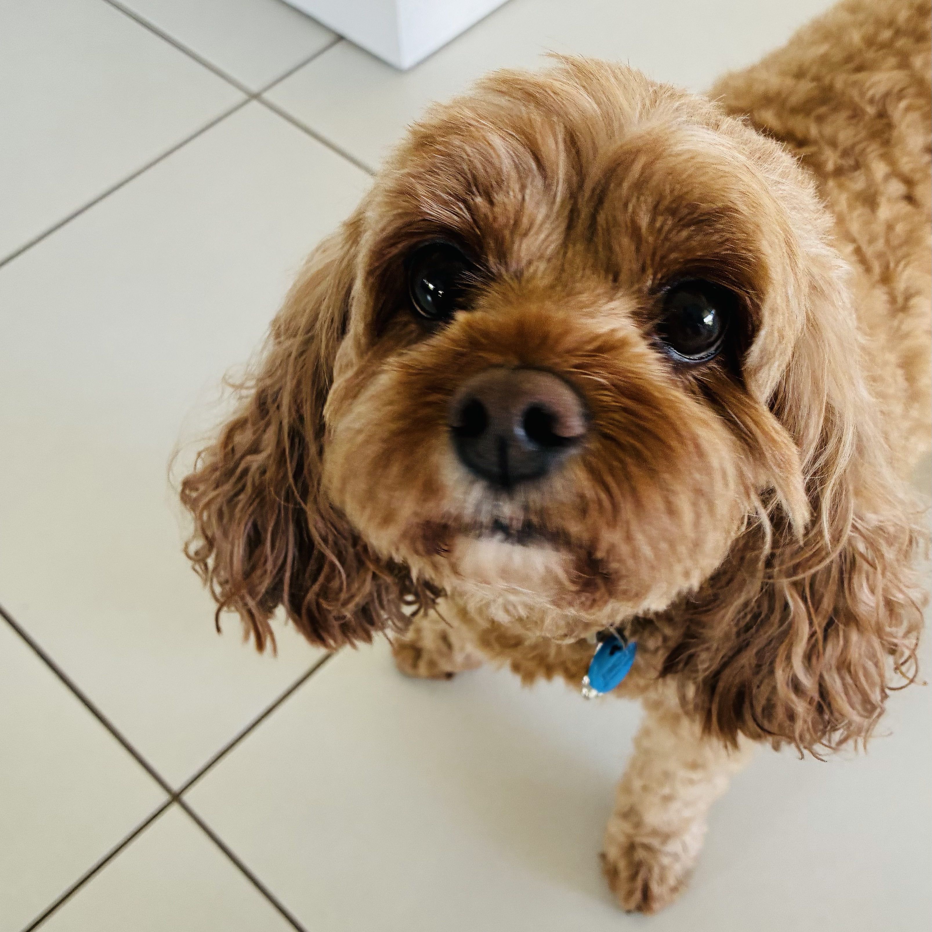 Piper 