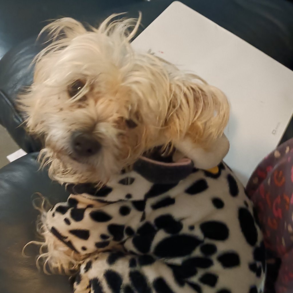 Pepper