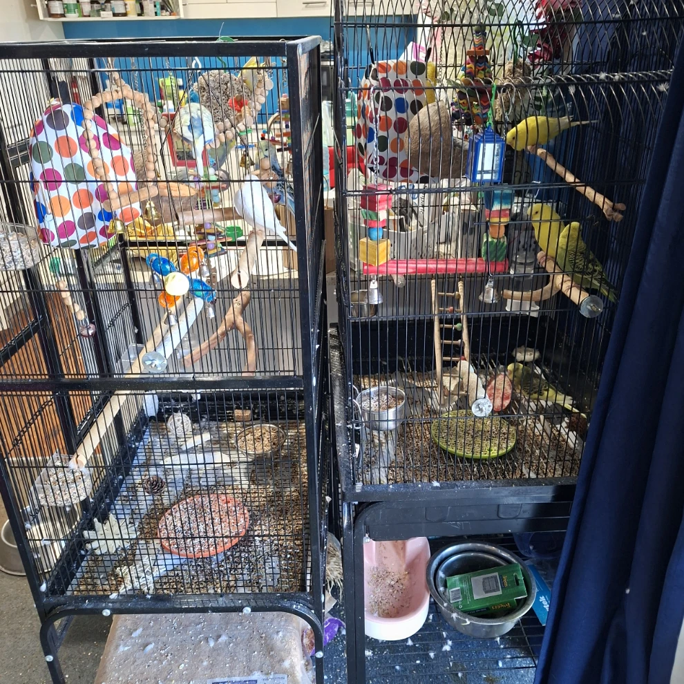 budgies