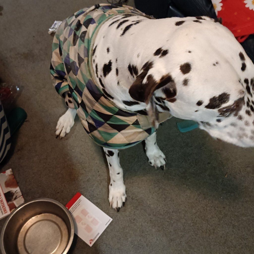Pongo