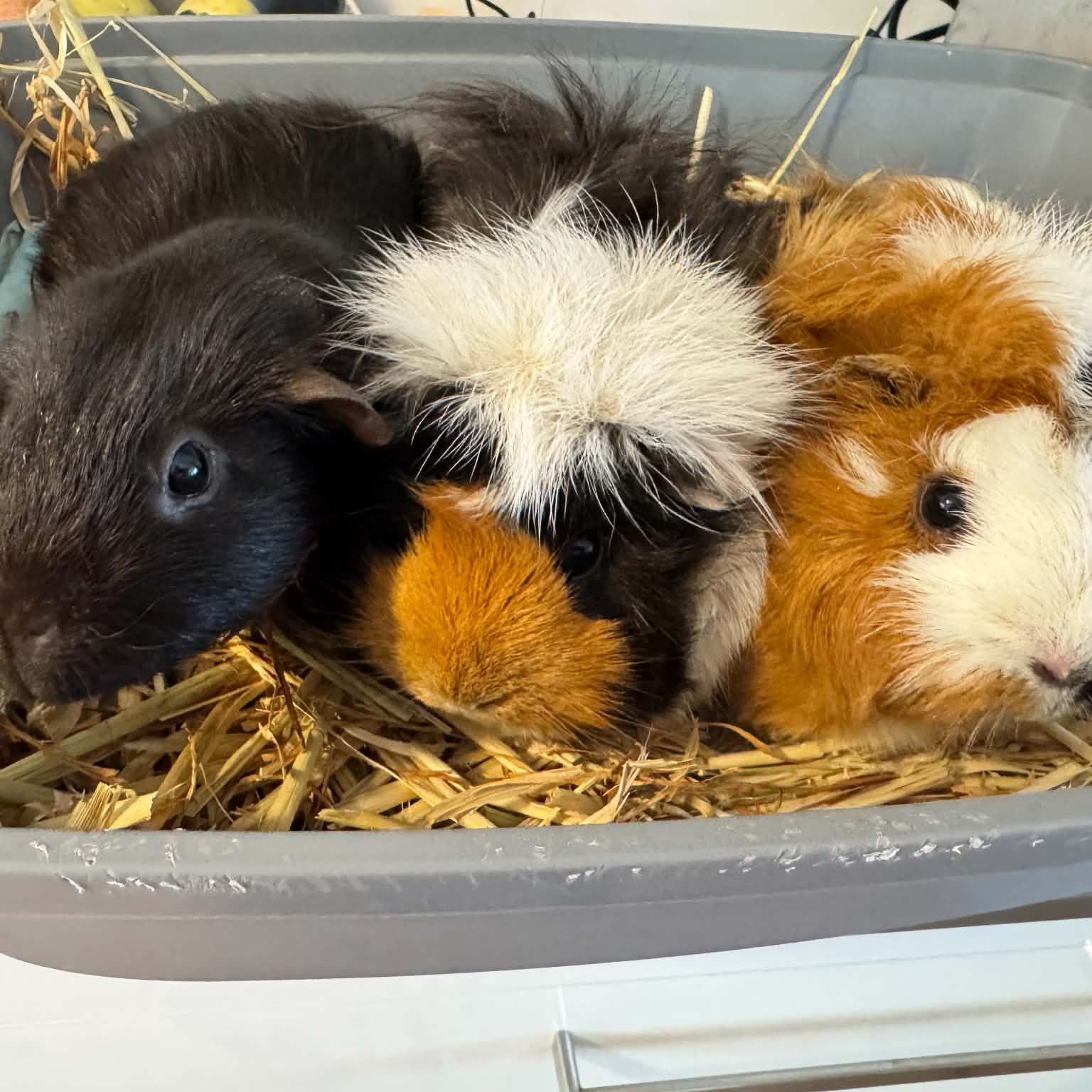Flossy, Pixie, Coco