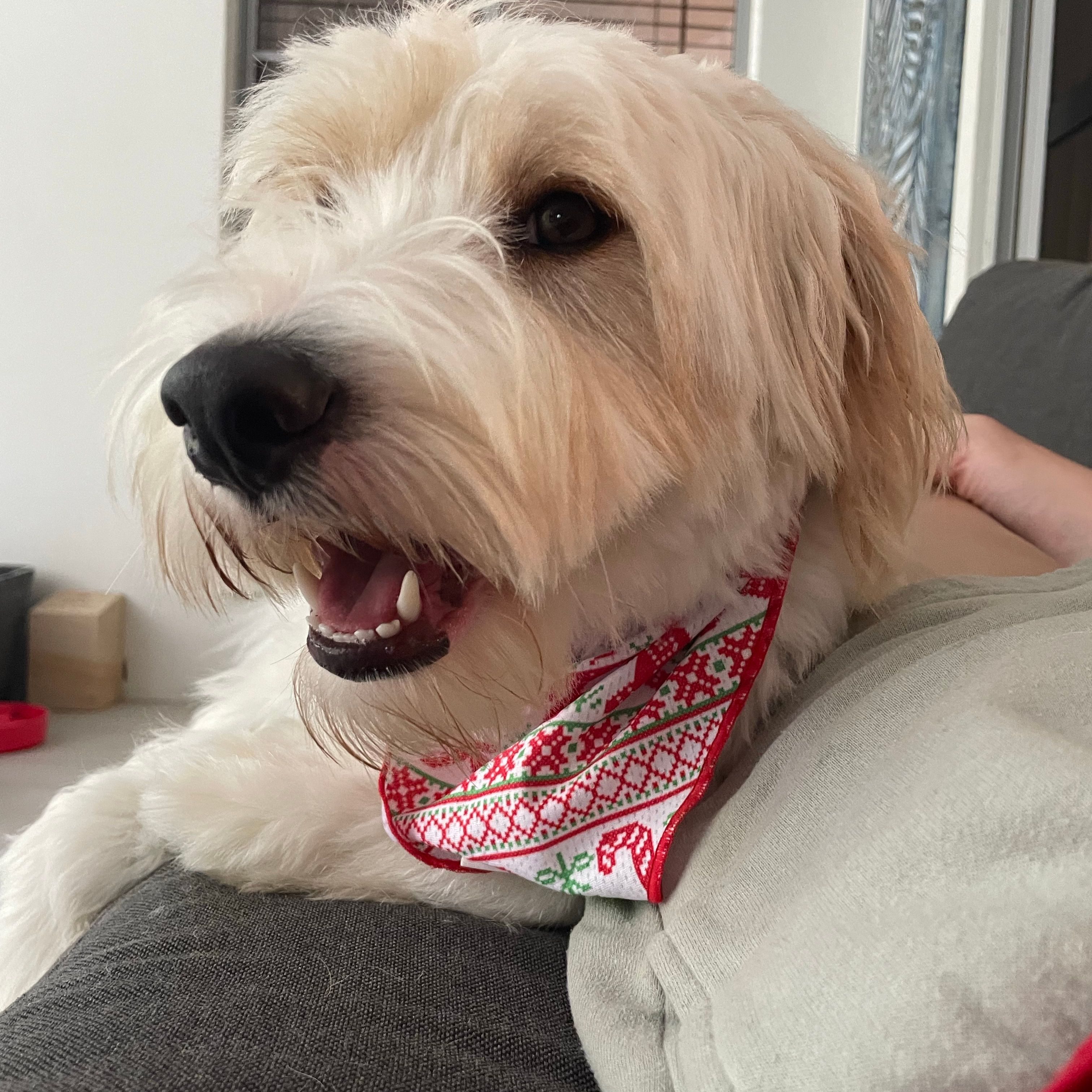 Ted