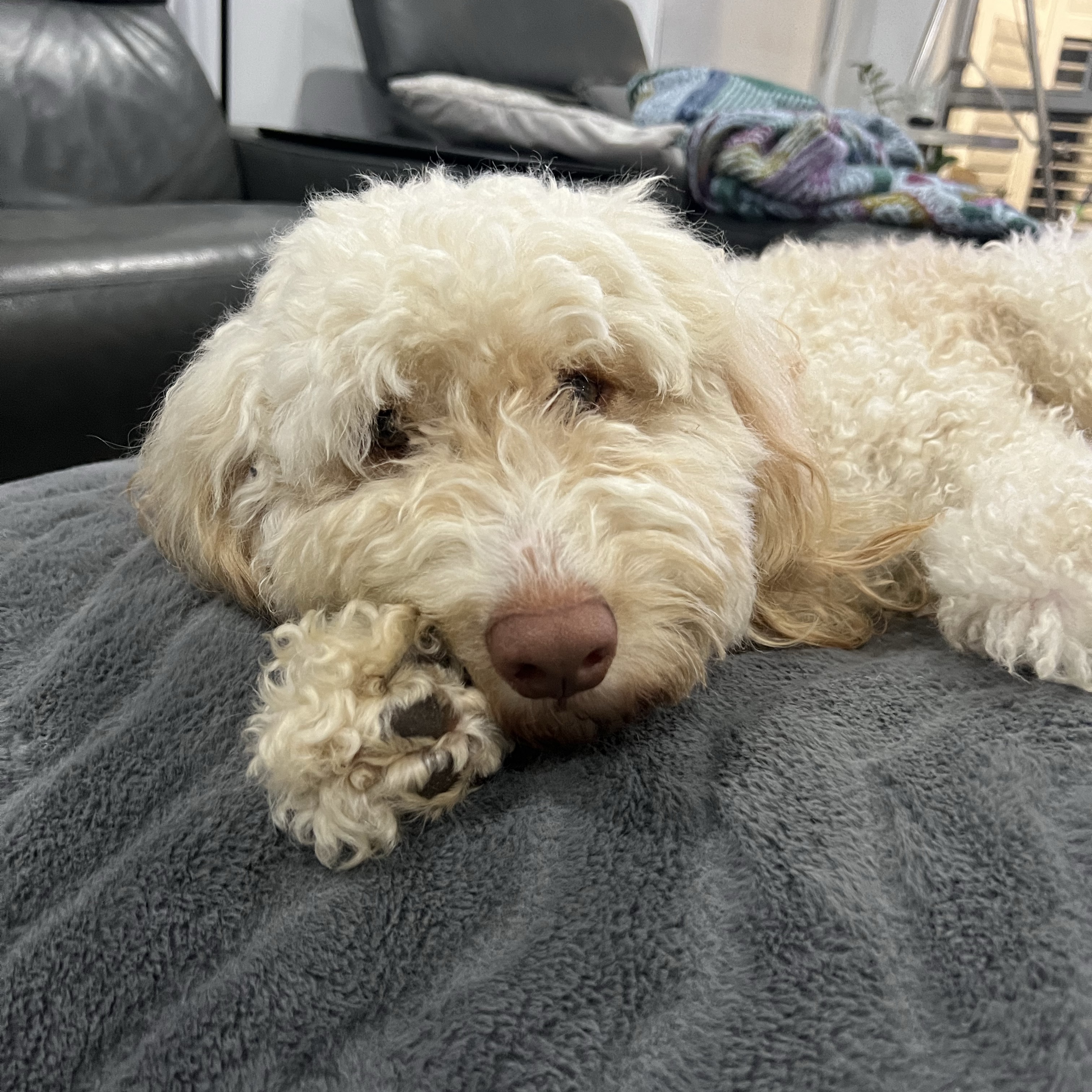 Oscar