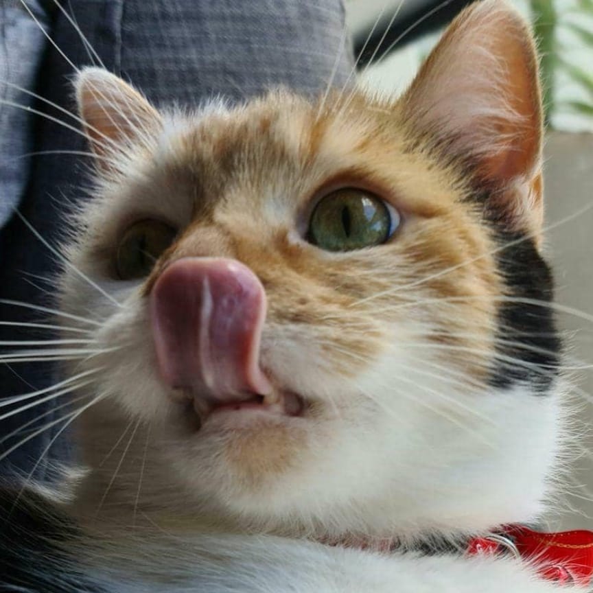 Molly