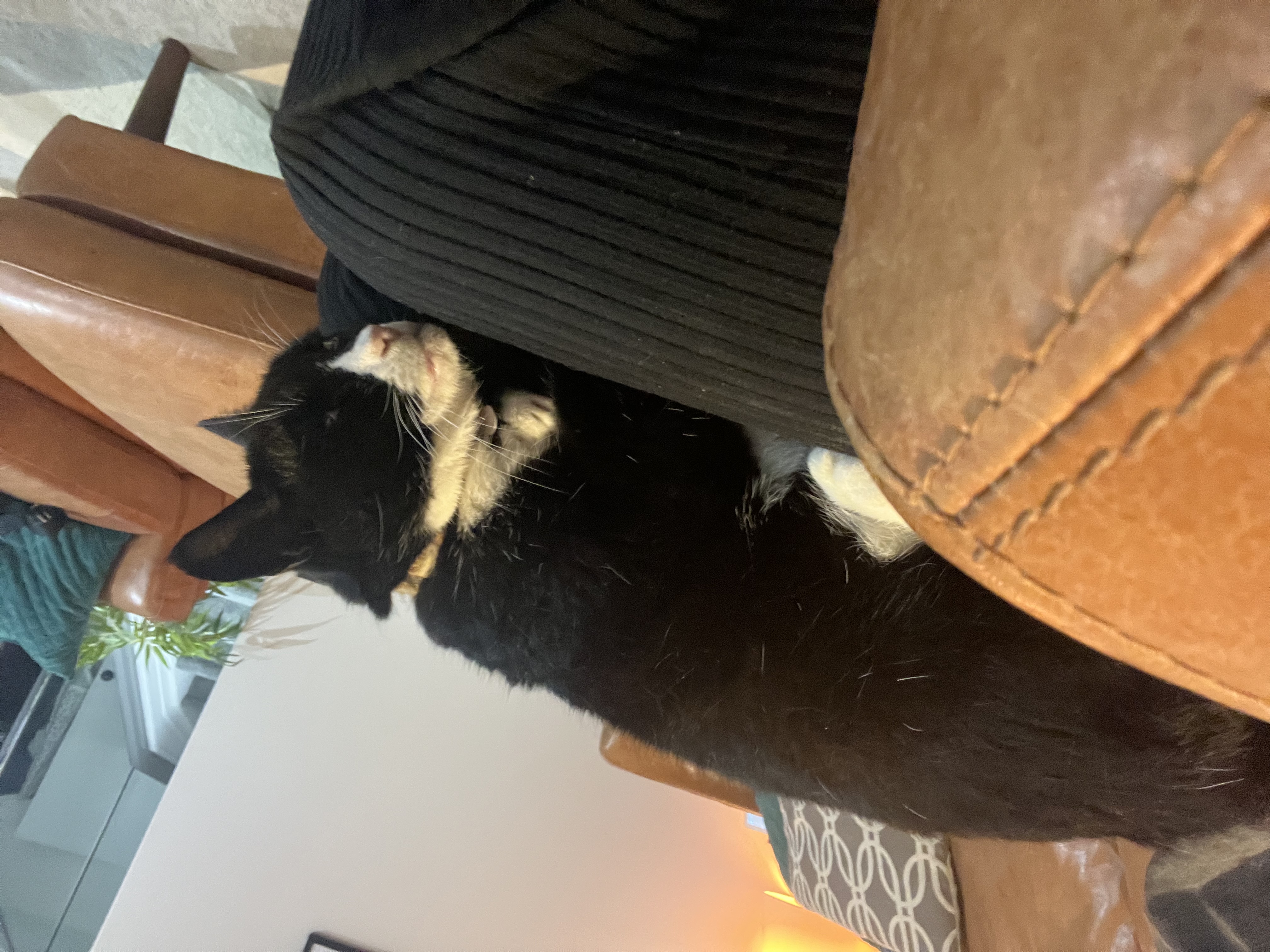 image-11