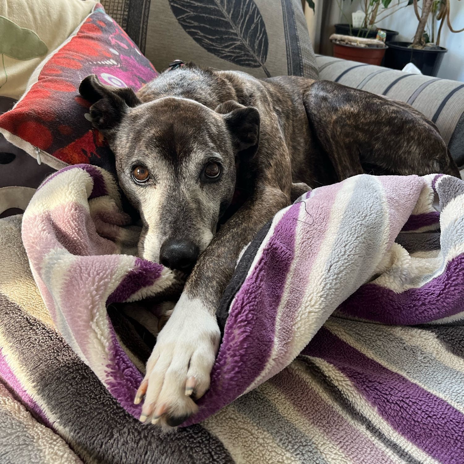Gracie