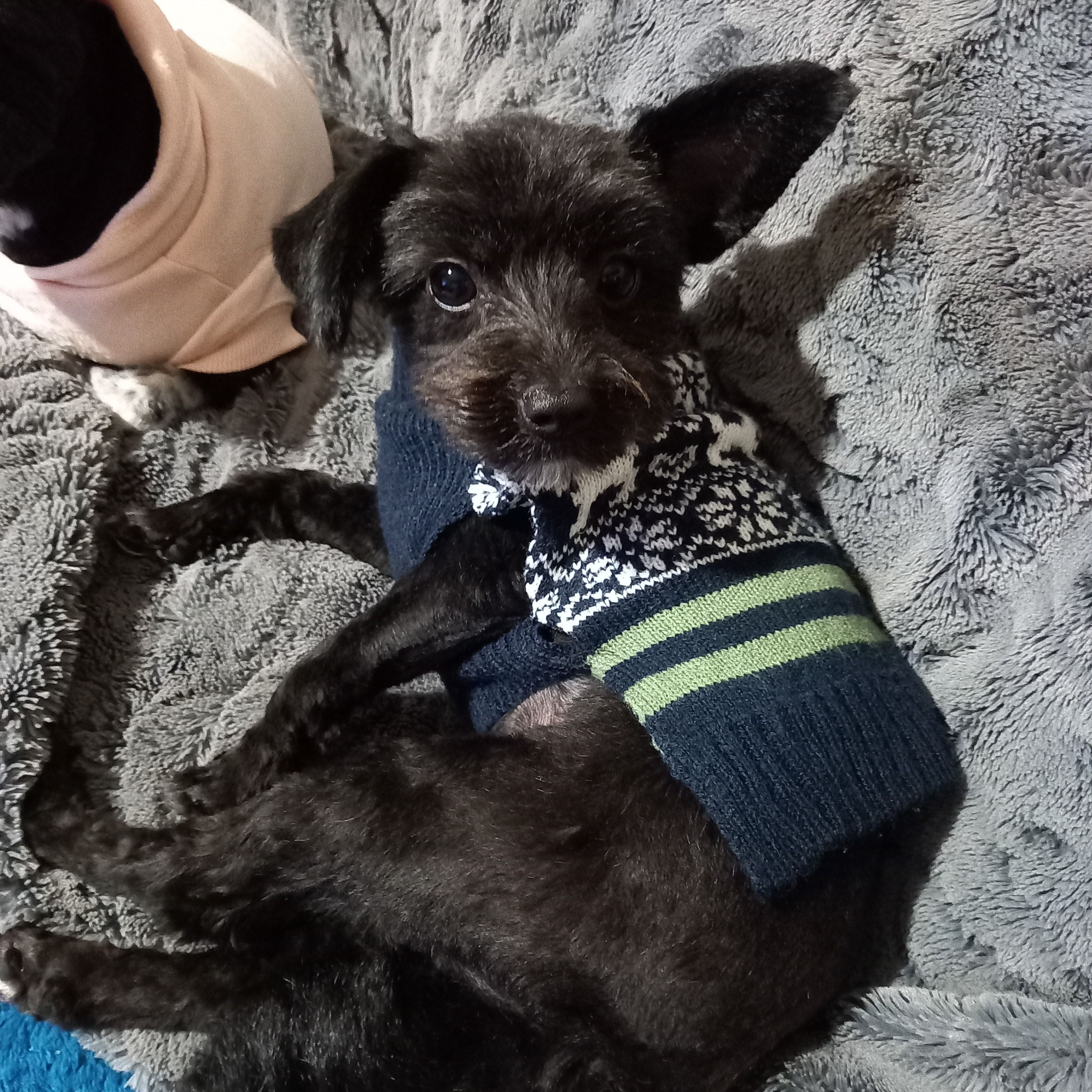 Koda