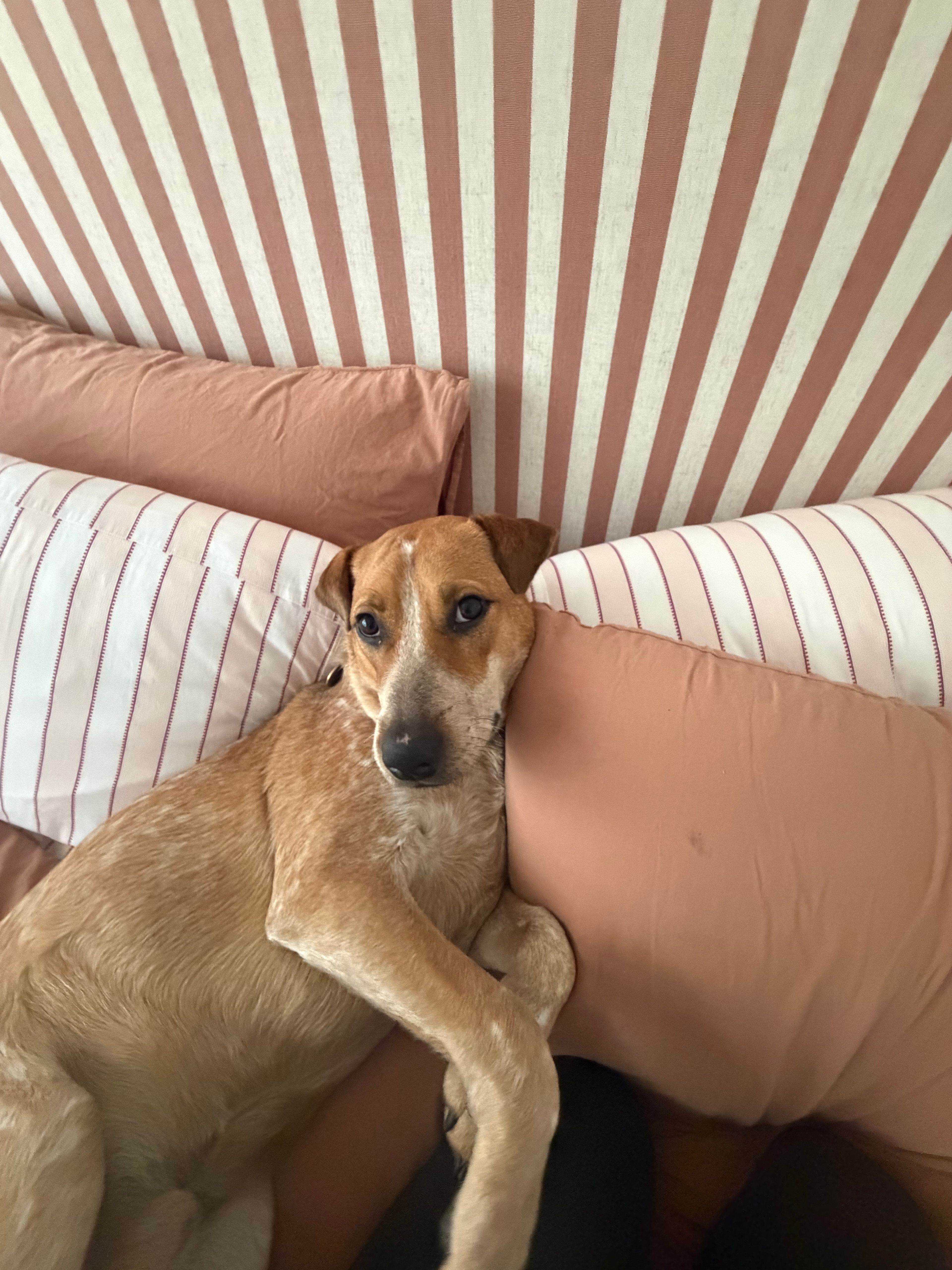 image-4