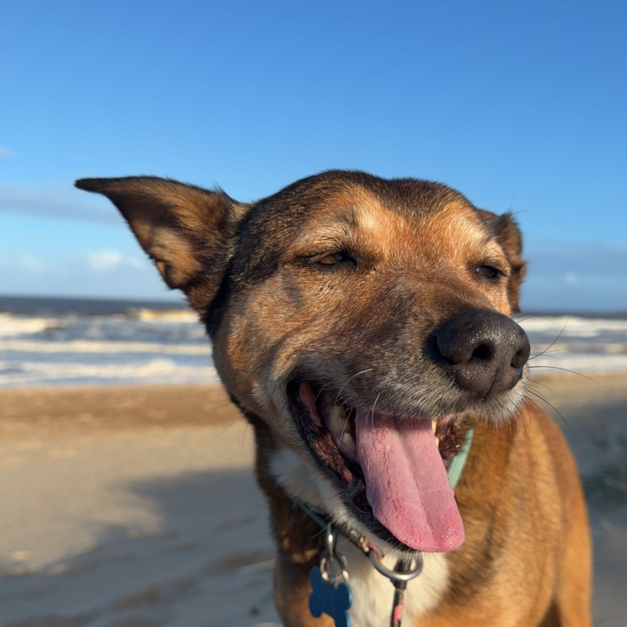 Taz
