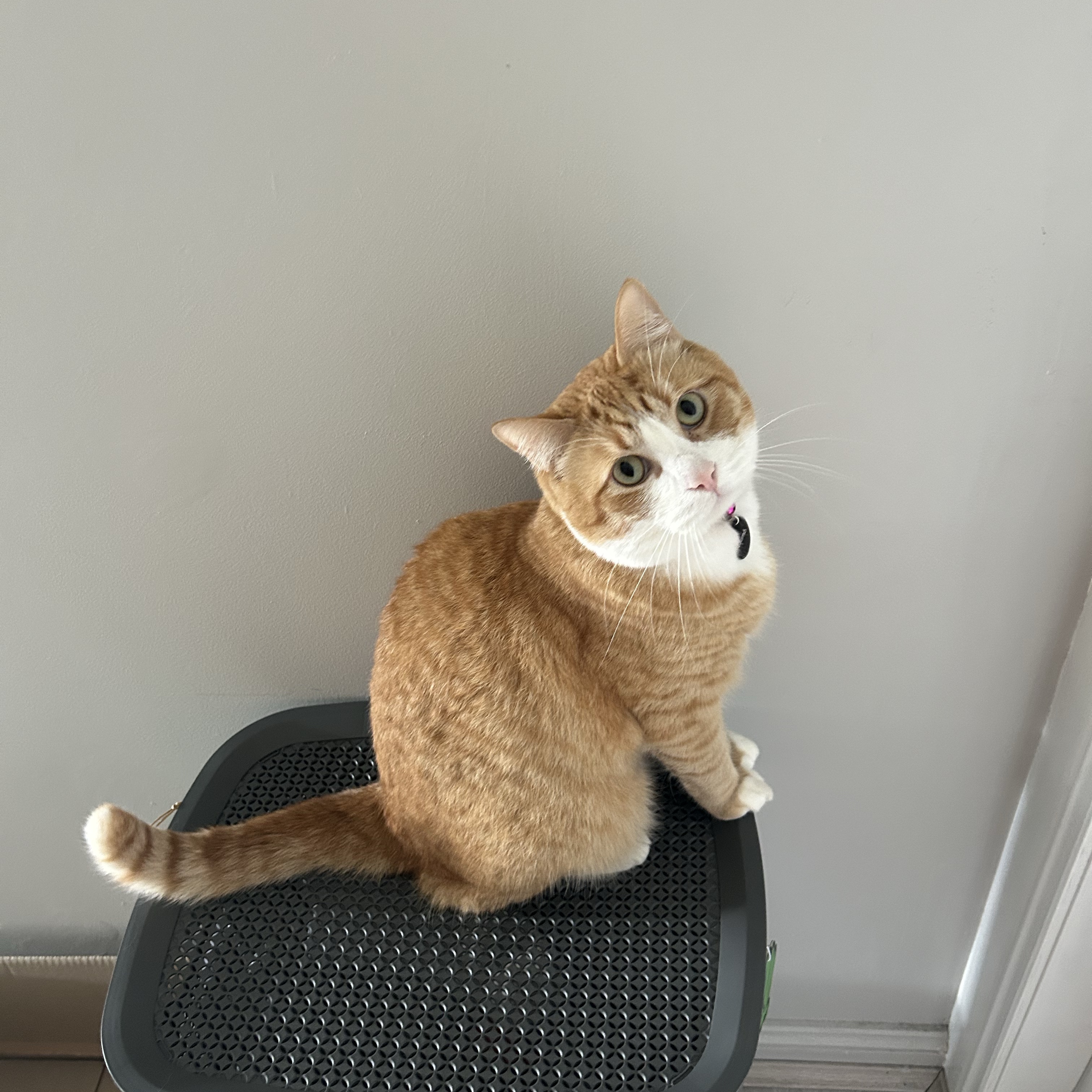 Percy