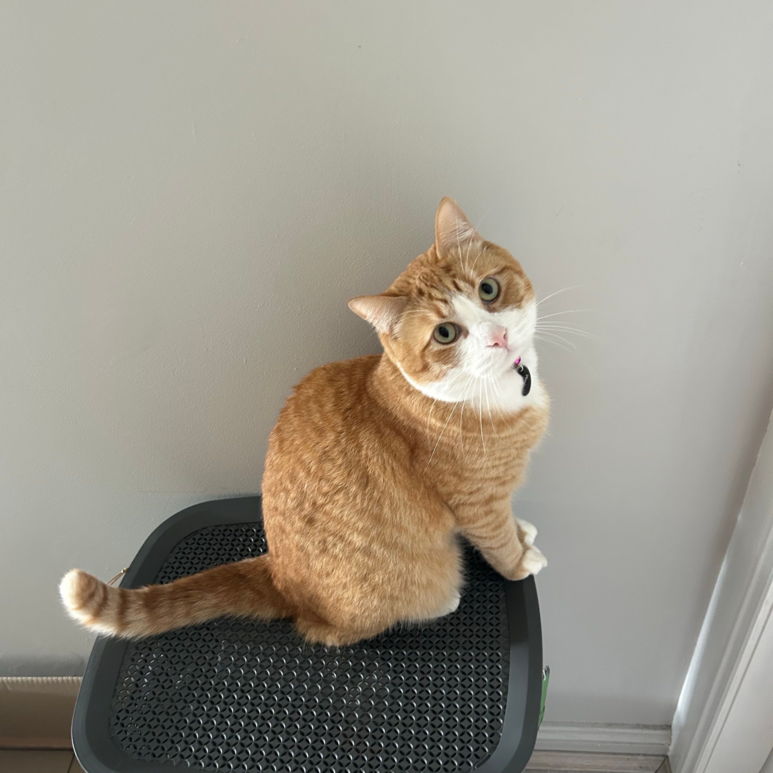 Percy