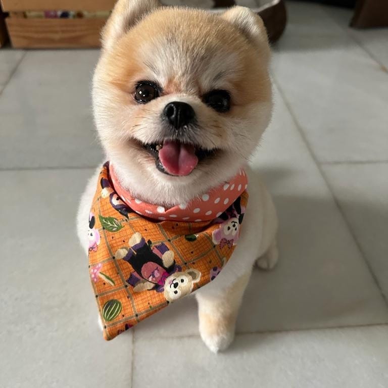 Fifi