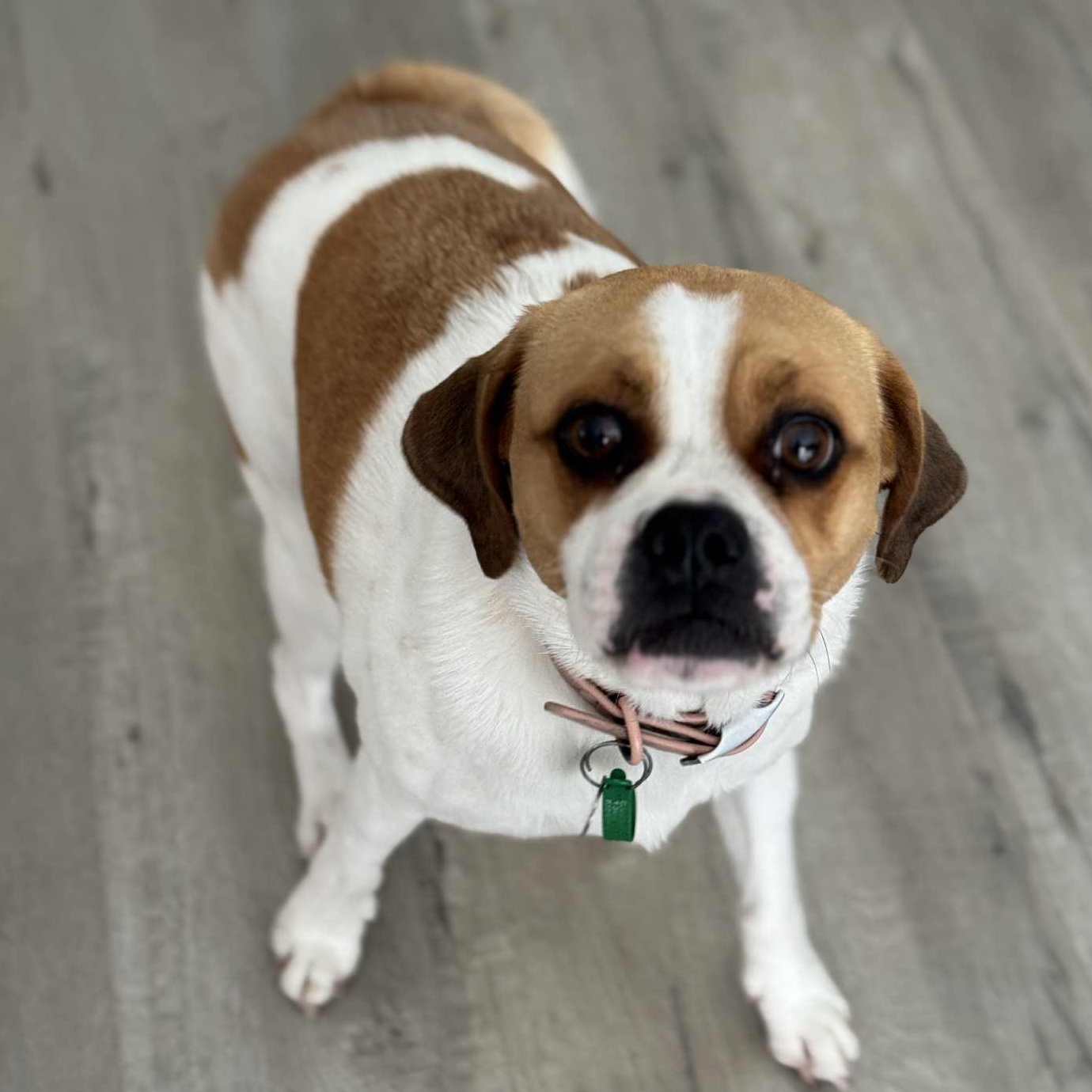 Lulu
