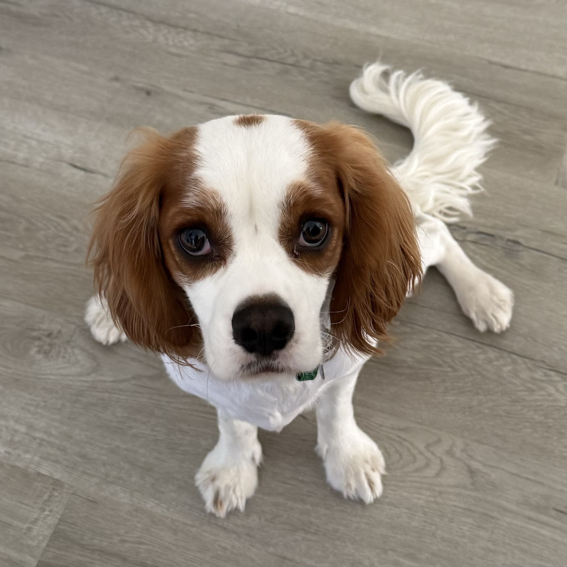 Louie