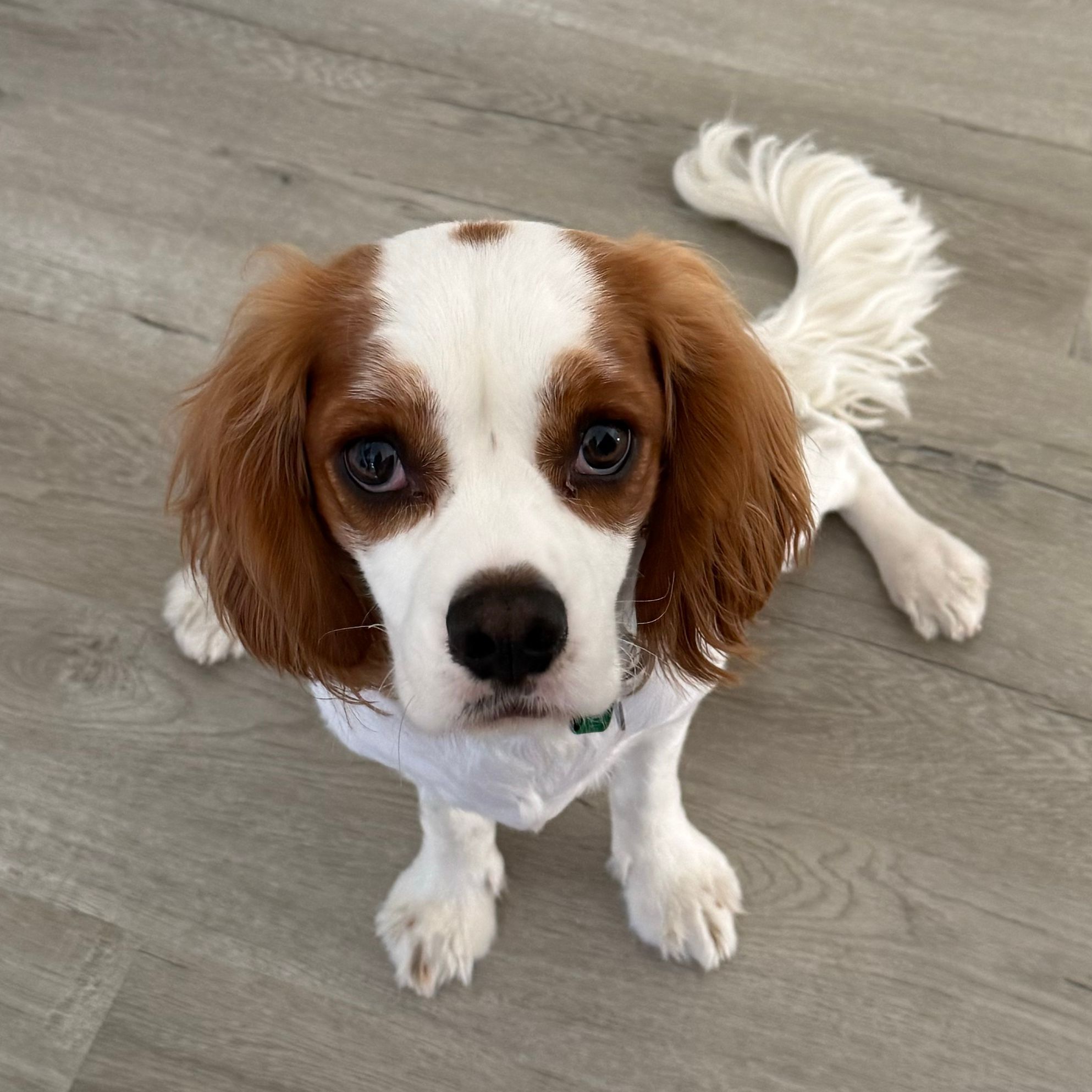 Louie