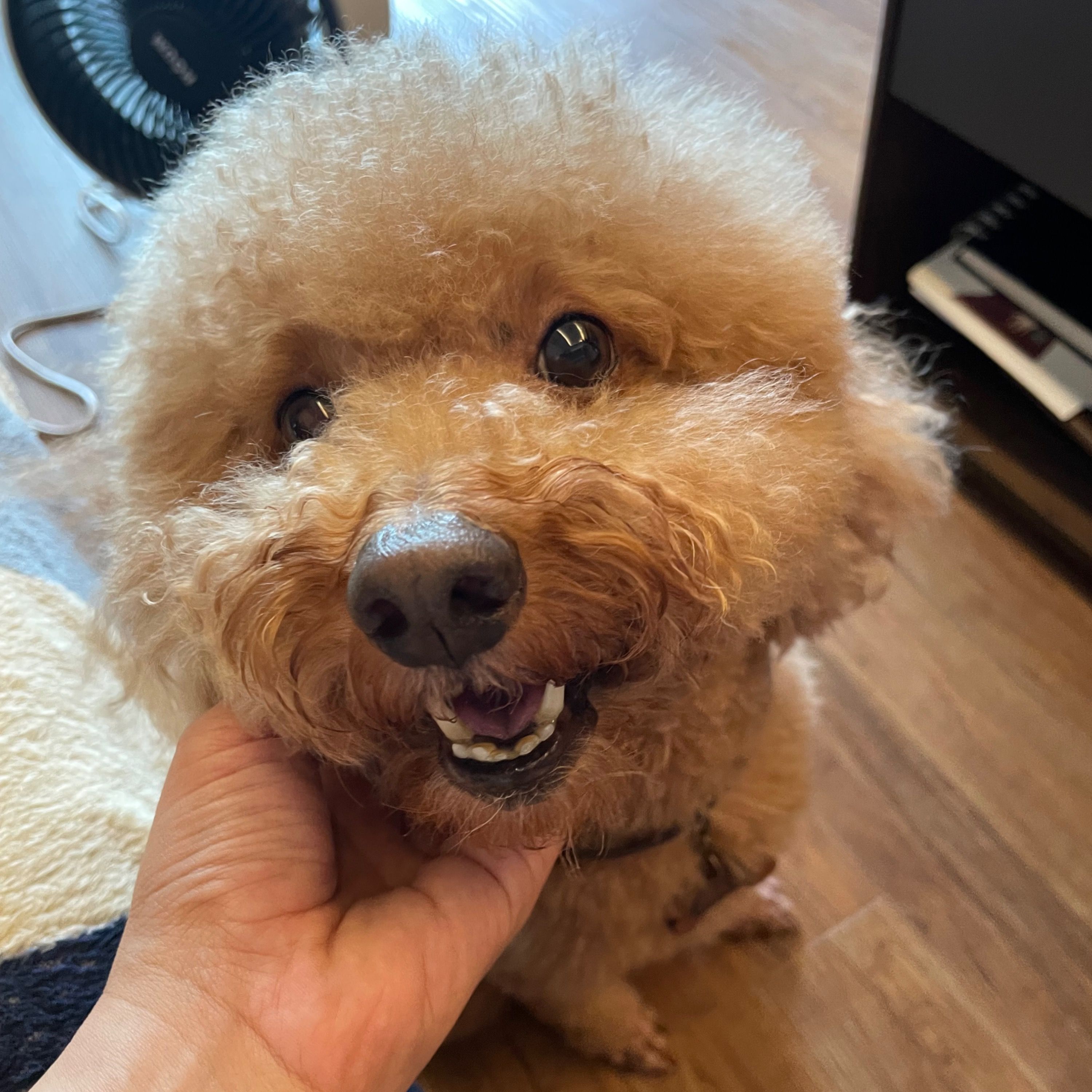 Milo