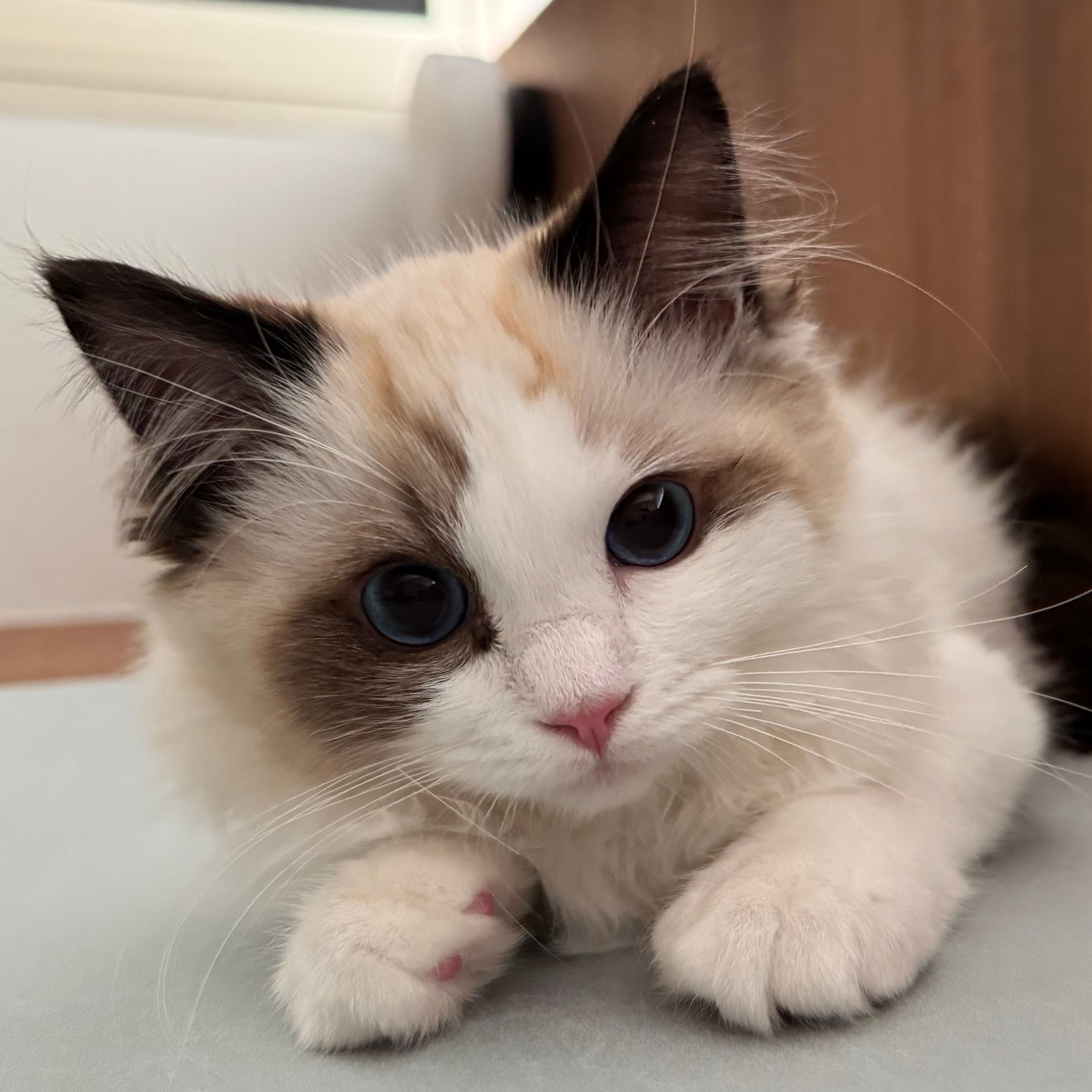 Maliboo