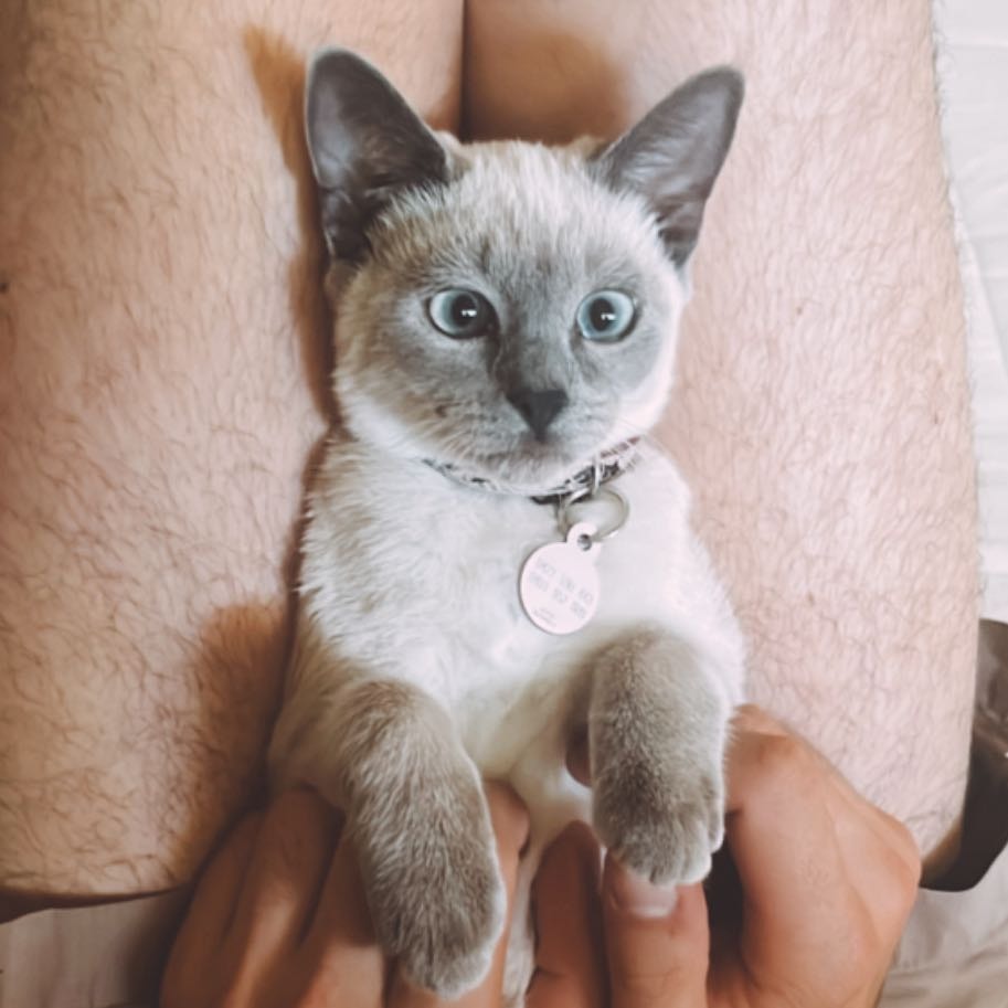 Nova