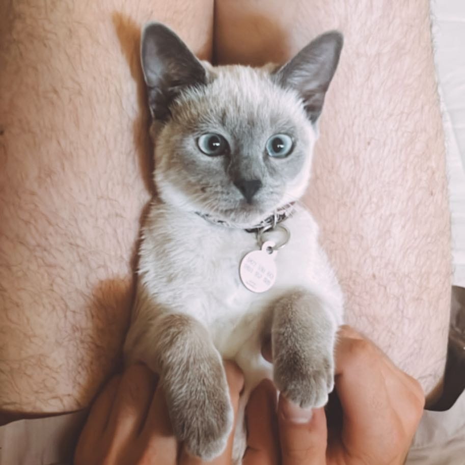 Nova