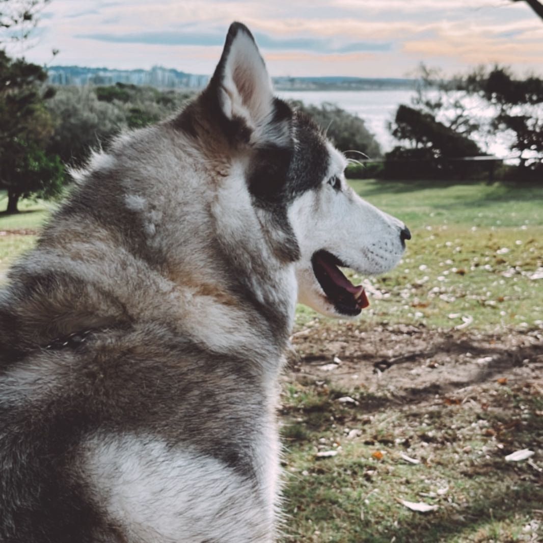 Duke
