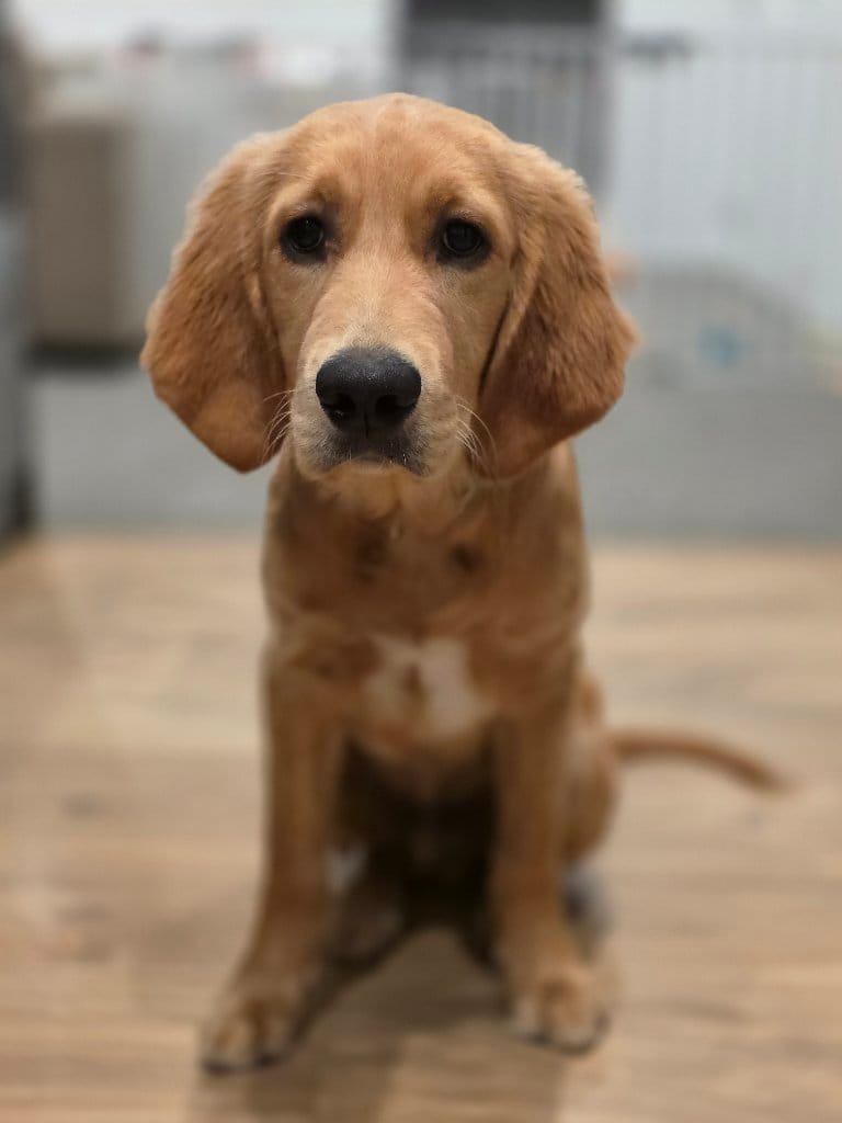 Charlie