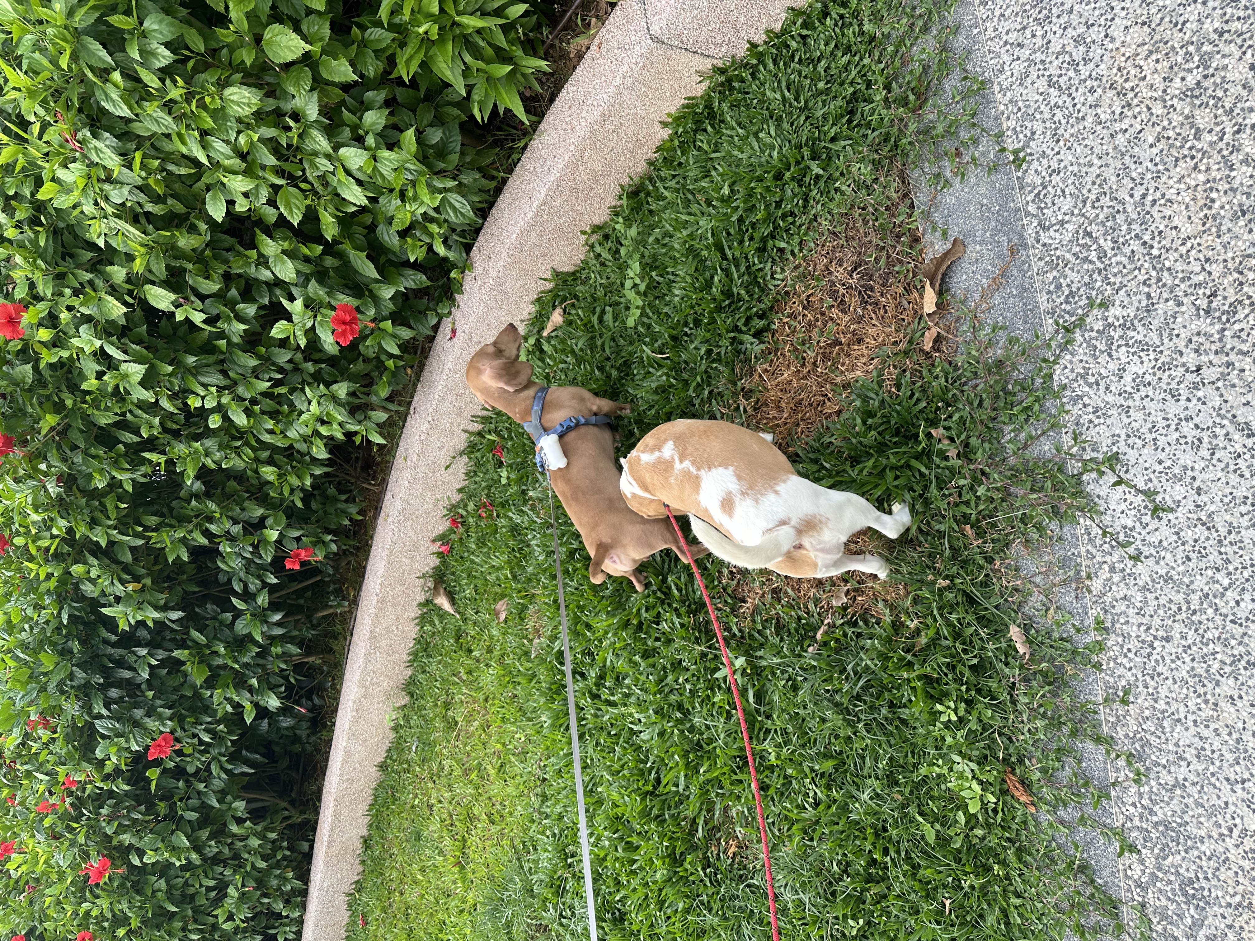 image-4