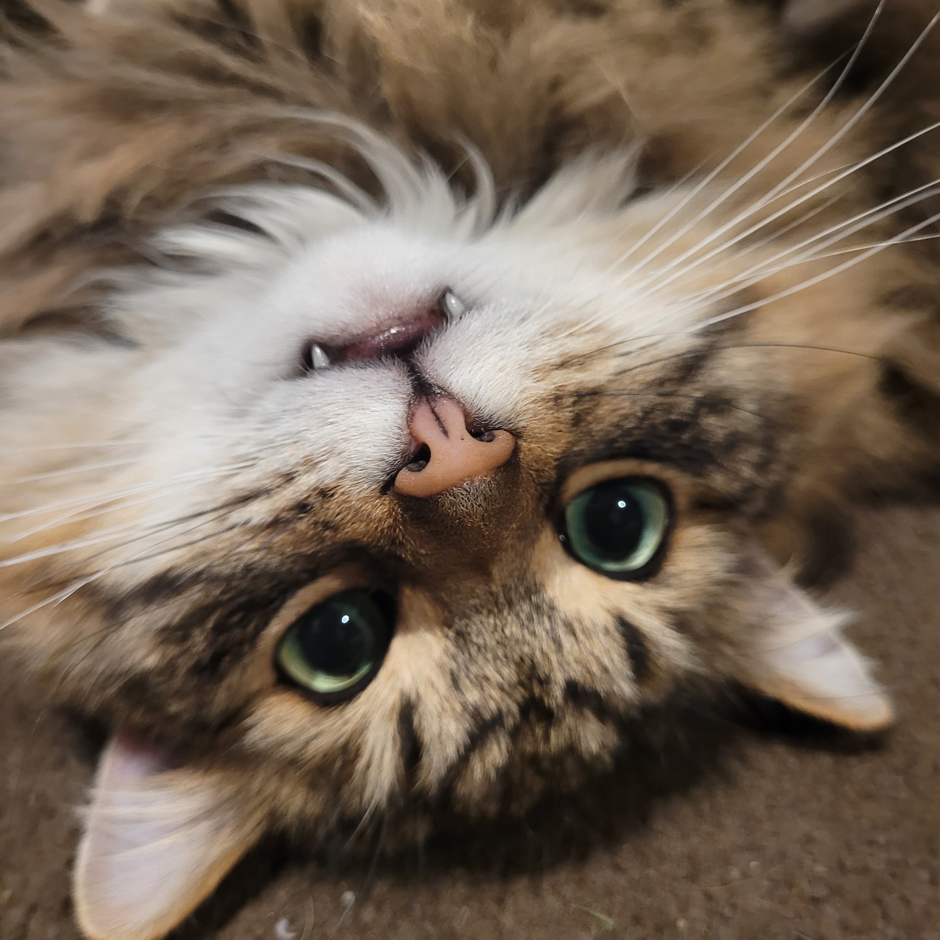 Simba