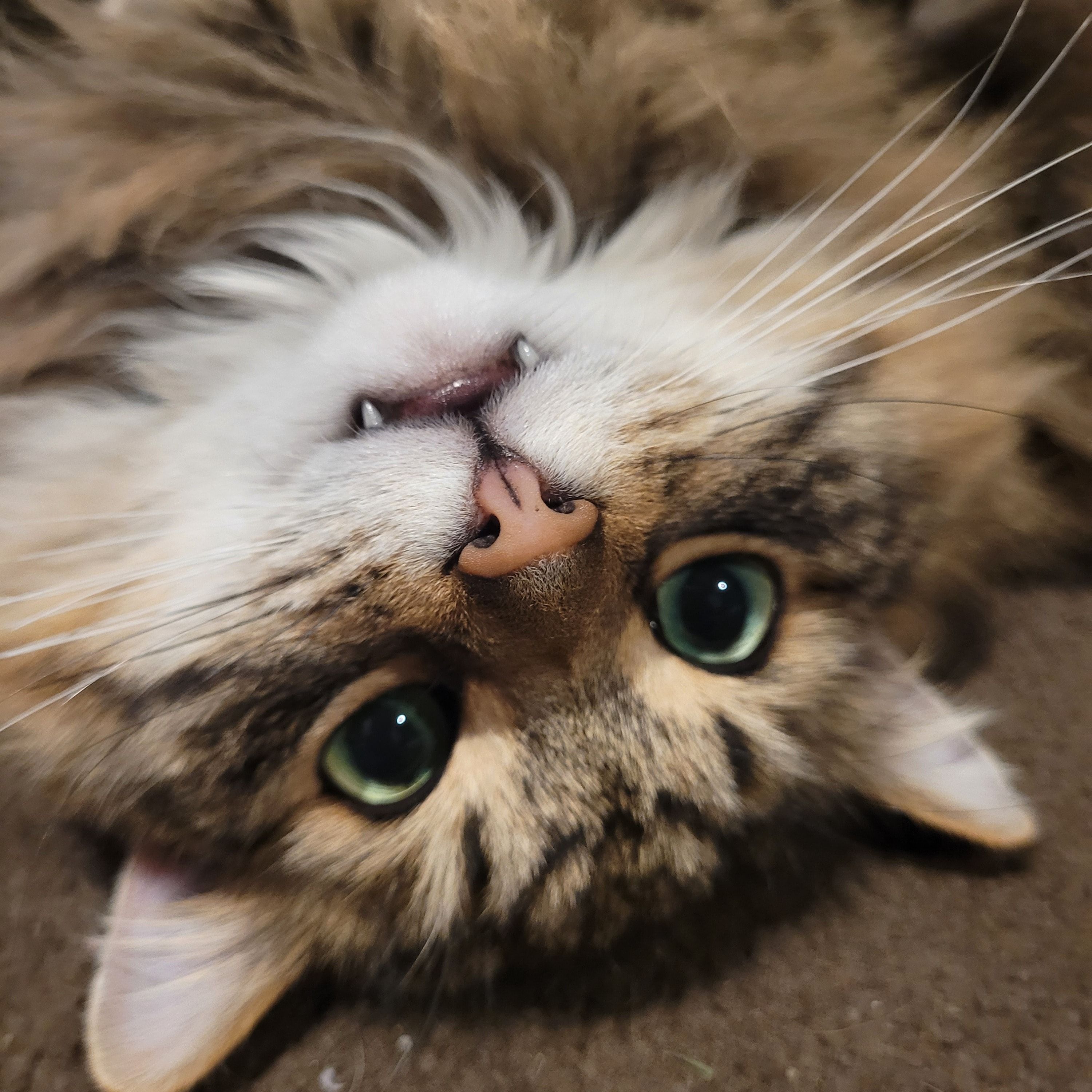 Simba