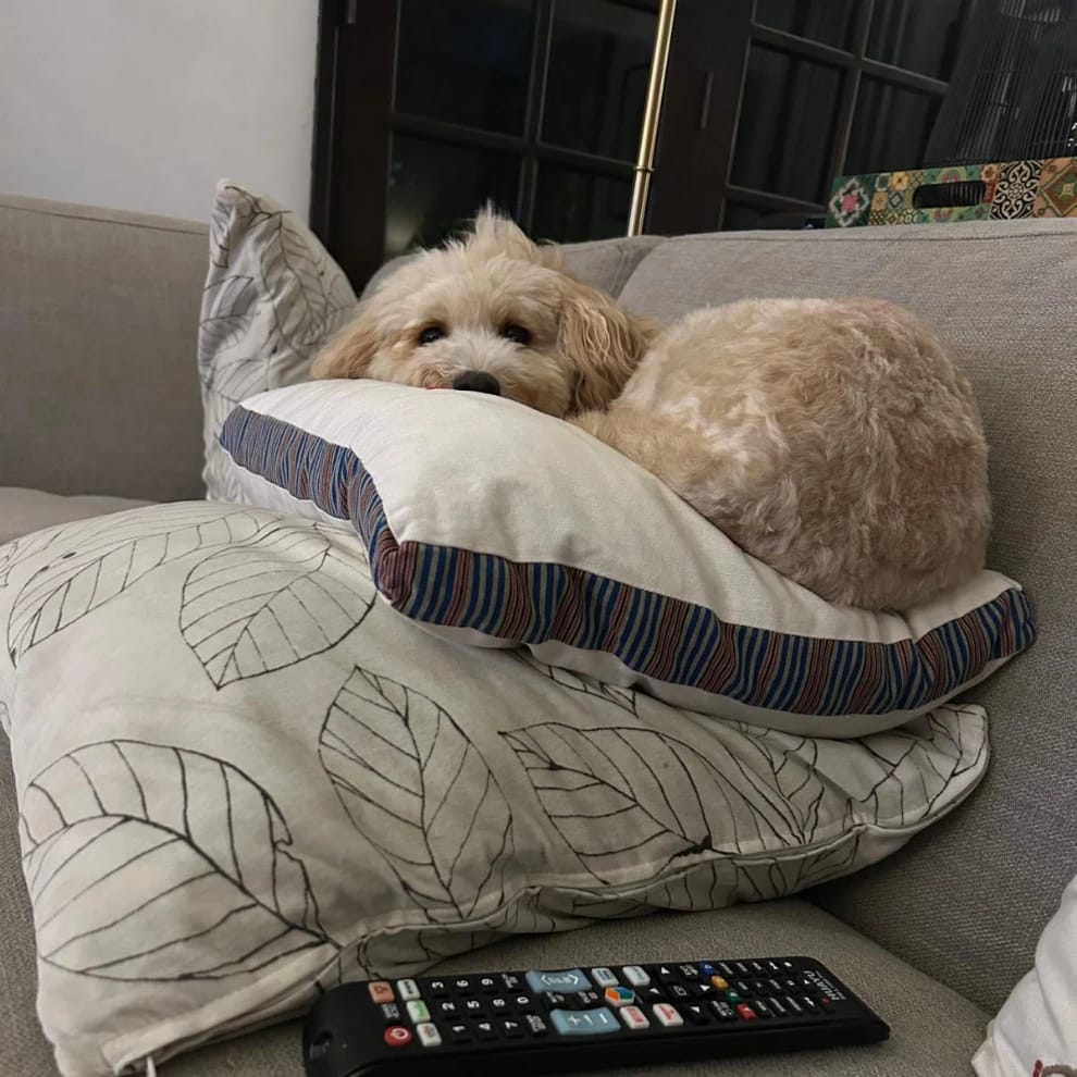 Coco