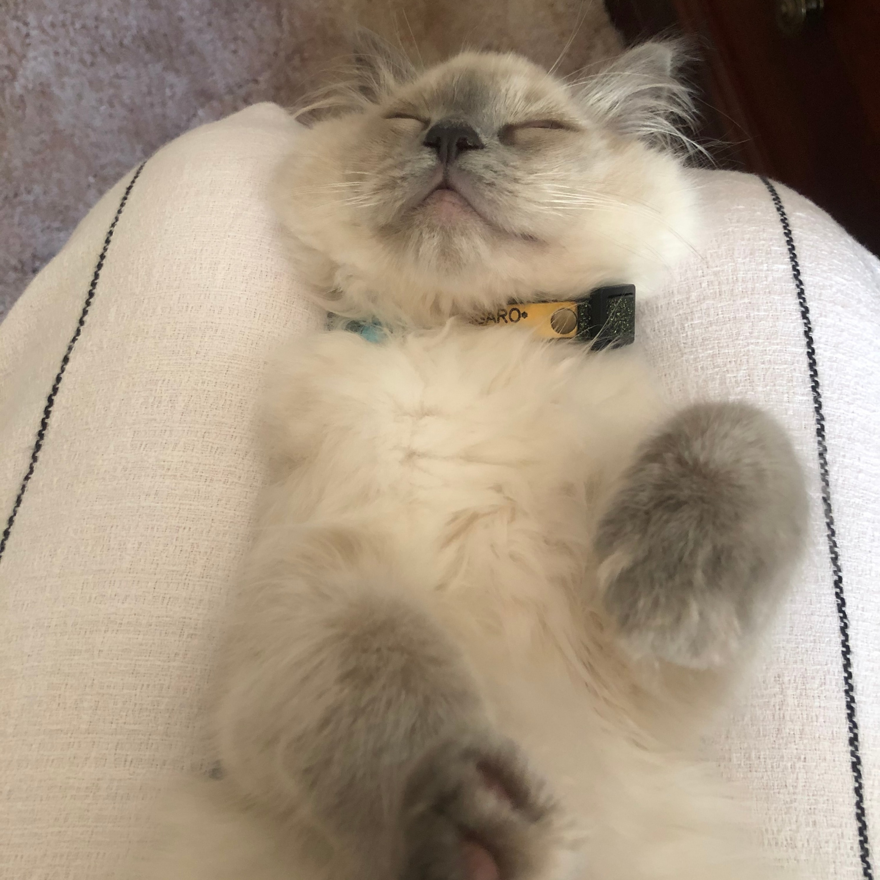 Figaro