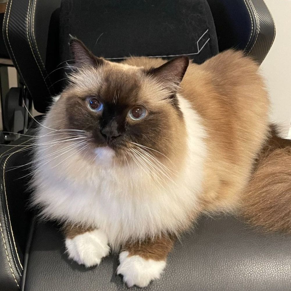 Phoebe