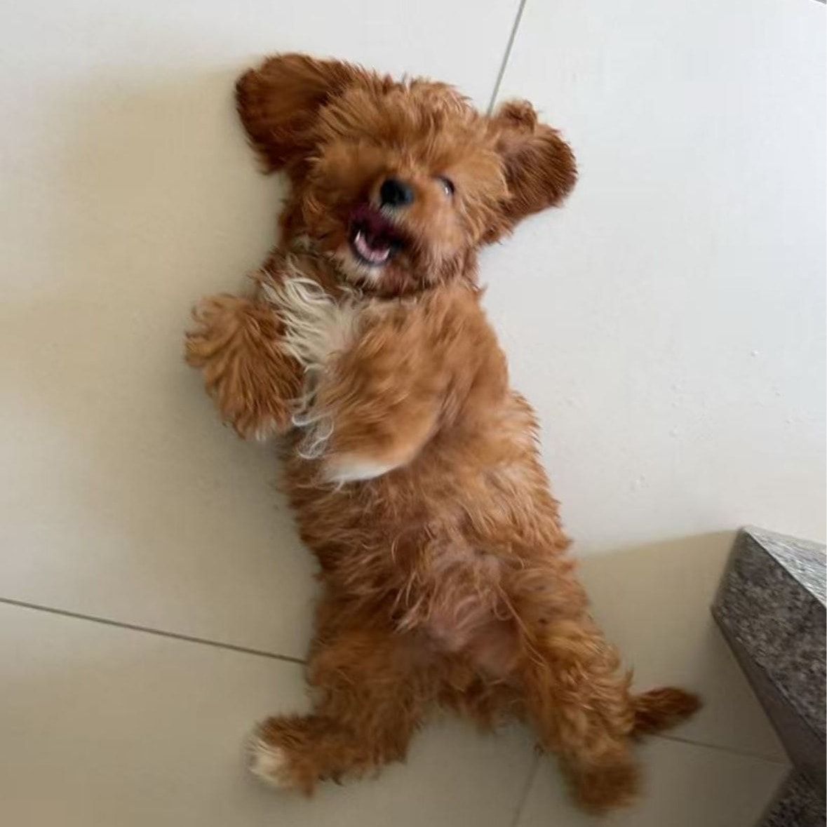 Peanut