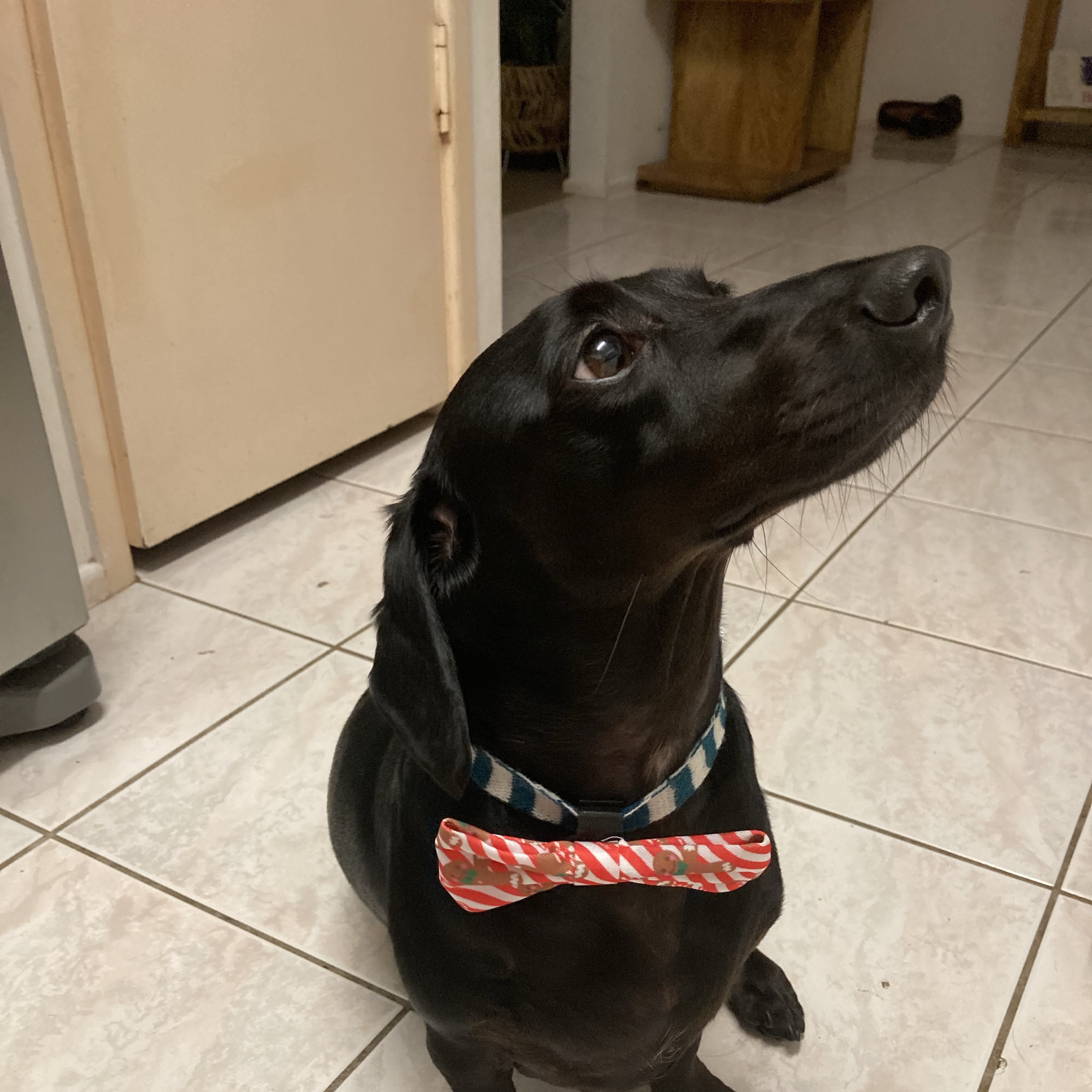 Enzo