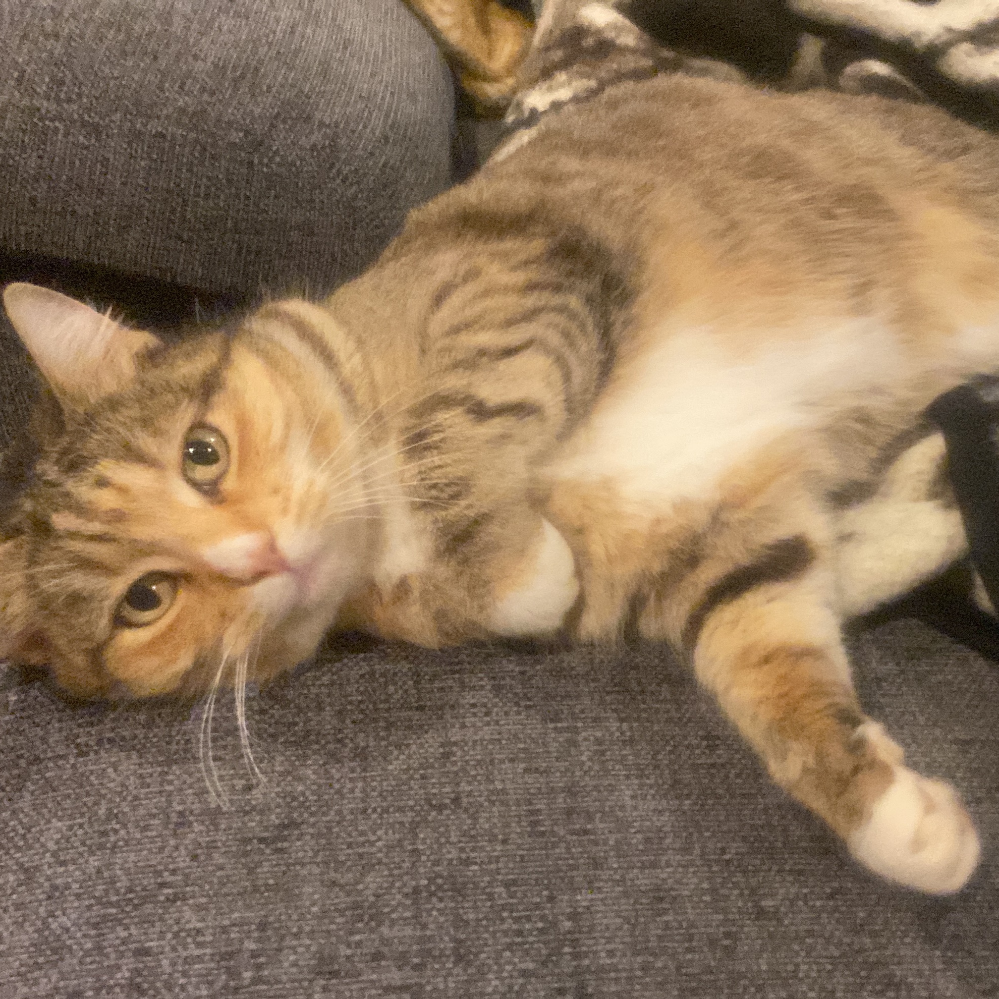 Miss Meow